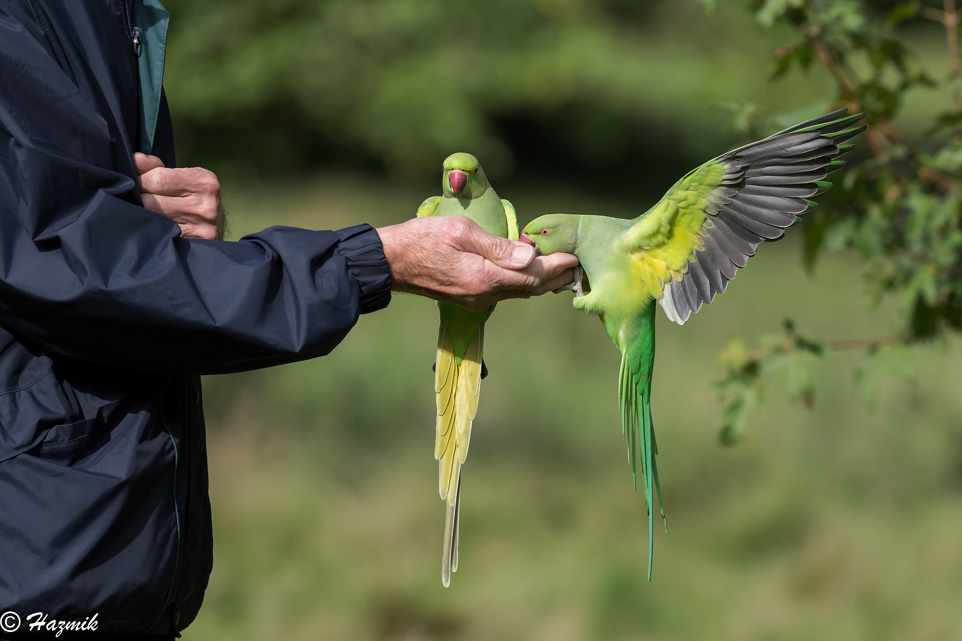 hyde park parrot feeding