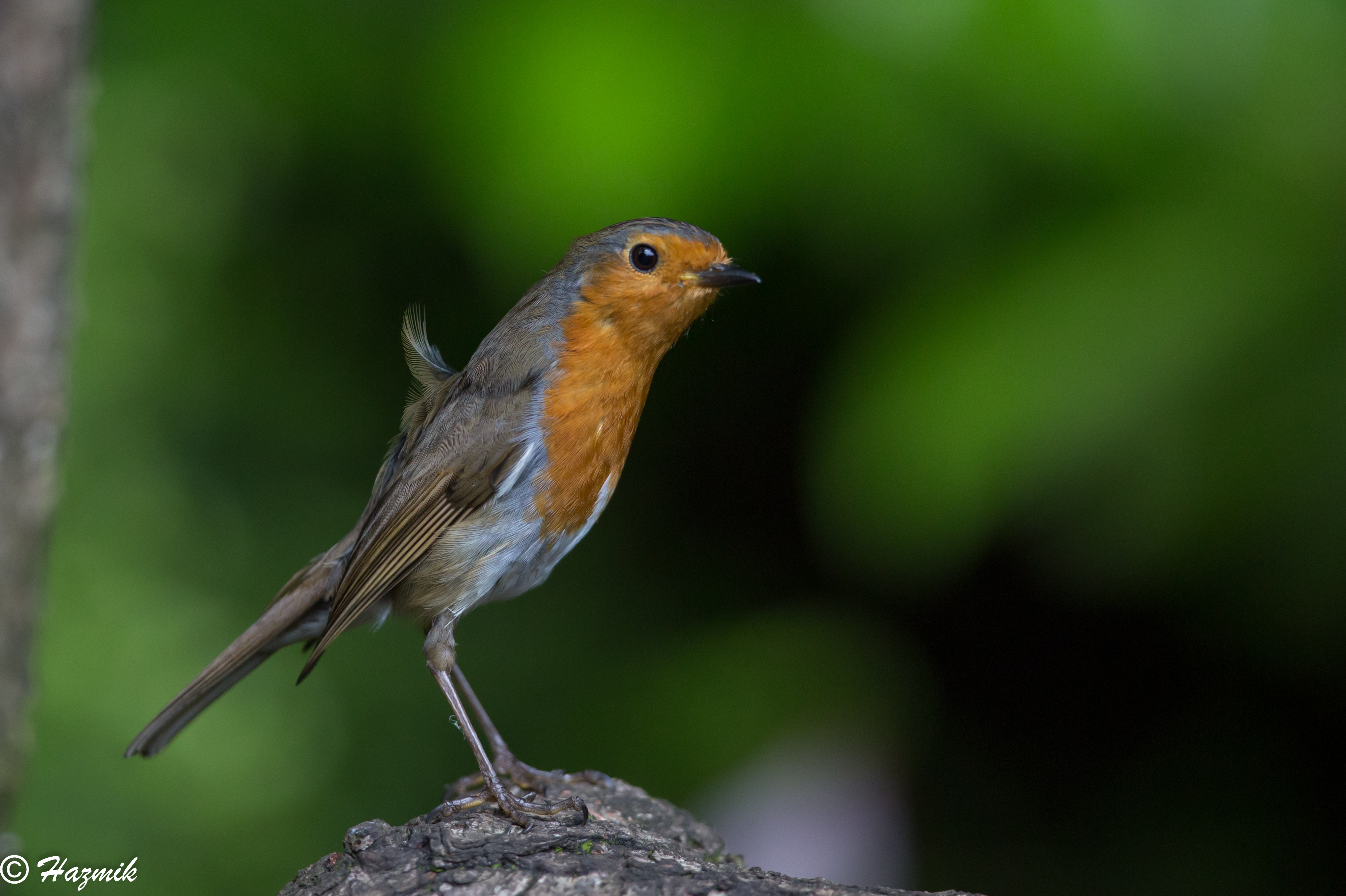 永遠の定番モデル イギリス RSPBピンバッジ コマドリ Robin fawe.org