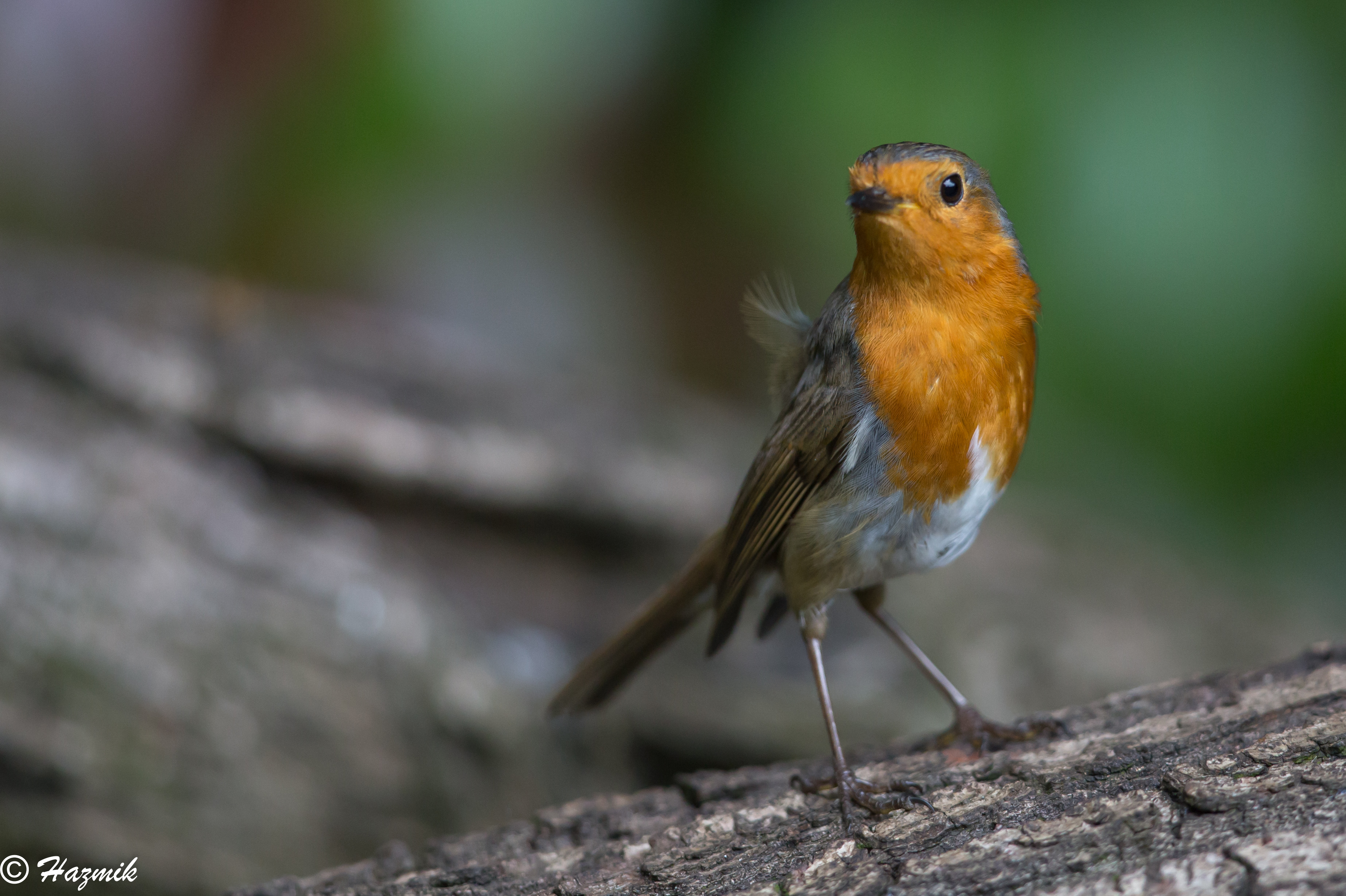 コンビニ受取対応商品】 イギリス RSPBピンバッジ コマドリ Robin fawe.org