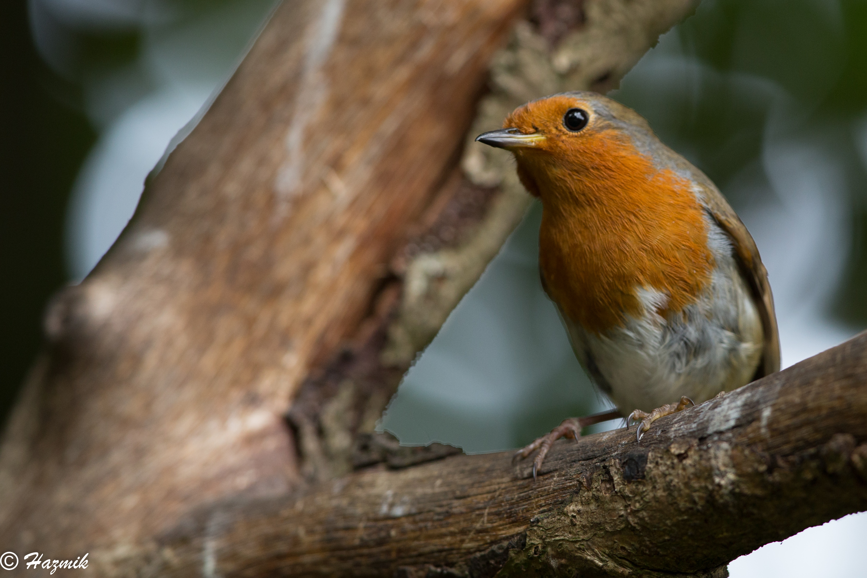 イギリス RSPBピンバッジ コマドリ Robin | www.eesppsantarosacusco