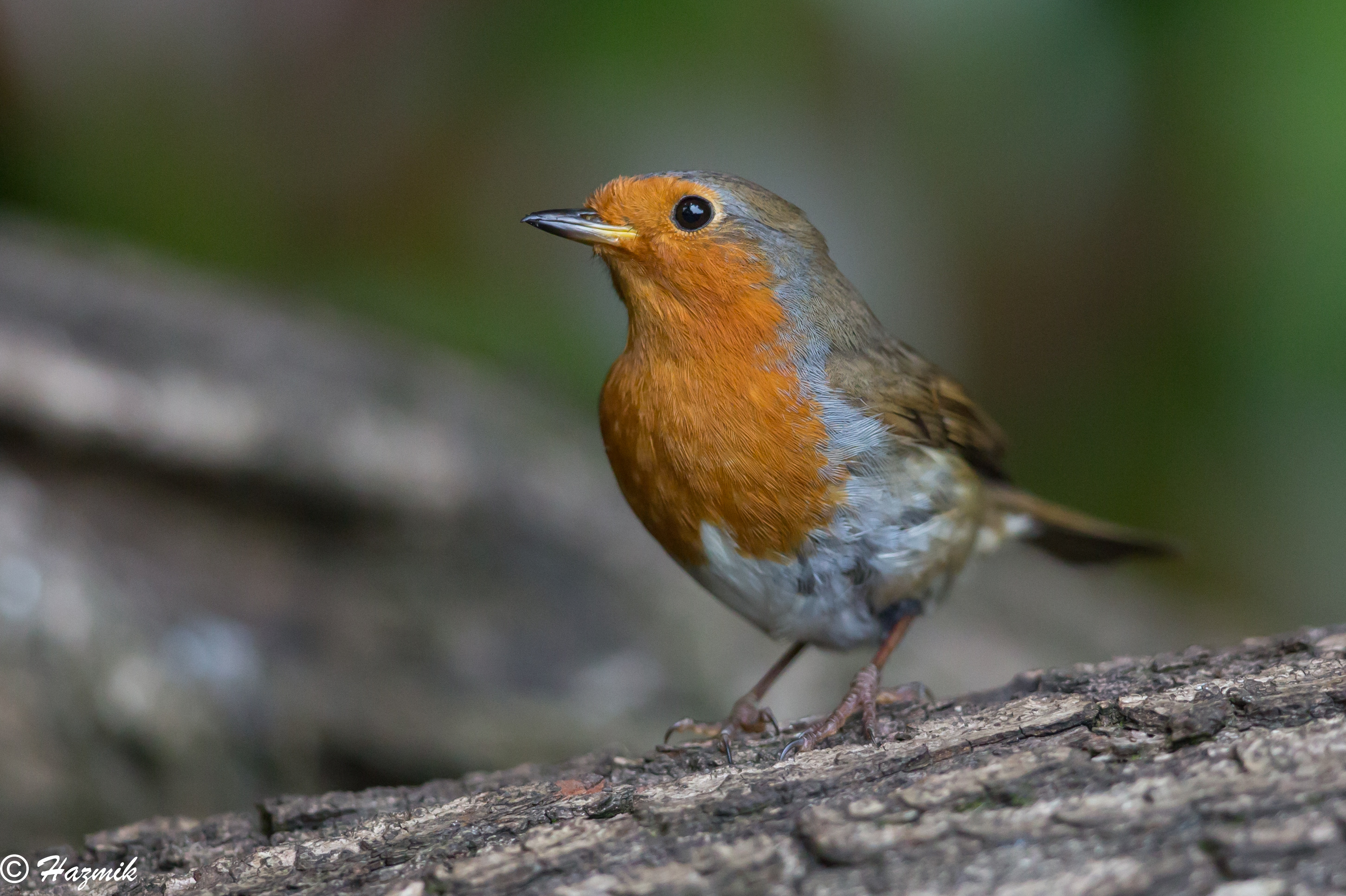 永遠の定番モデル イギリス RSPBピンバッジ コマドリ Robin fawe.org