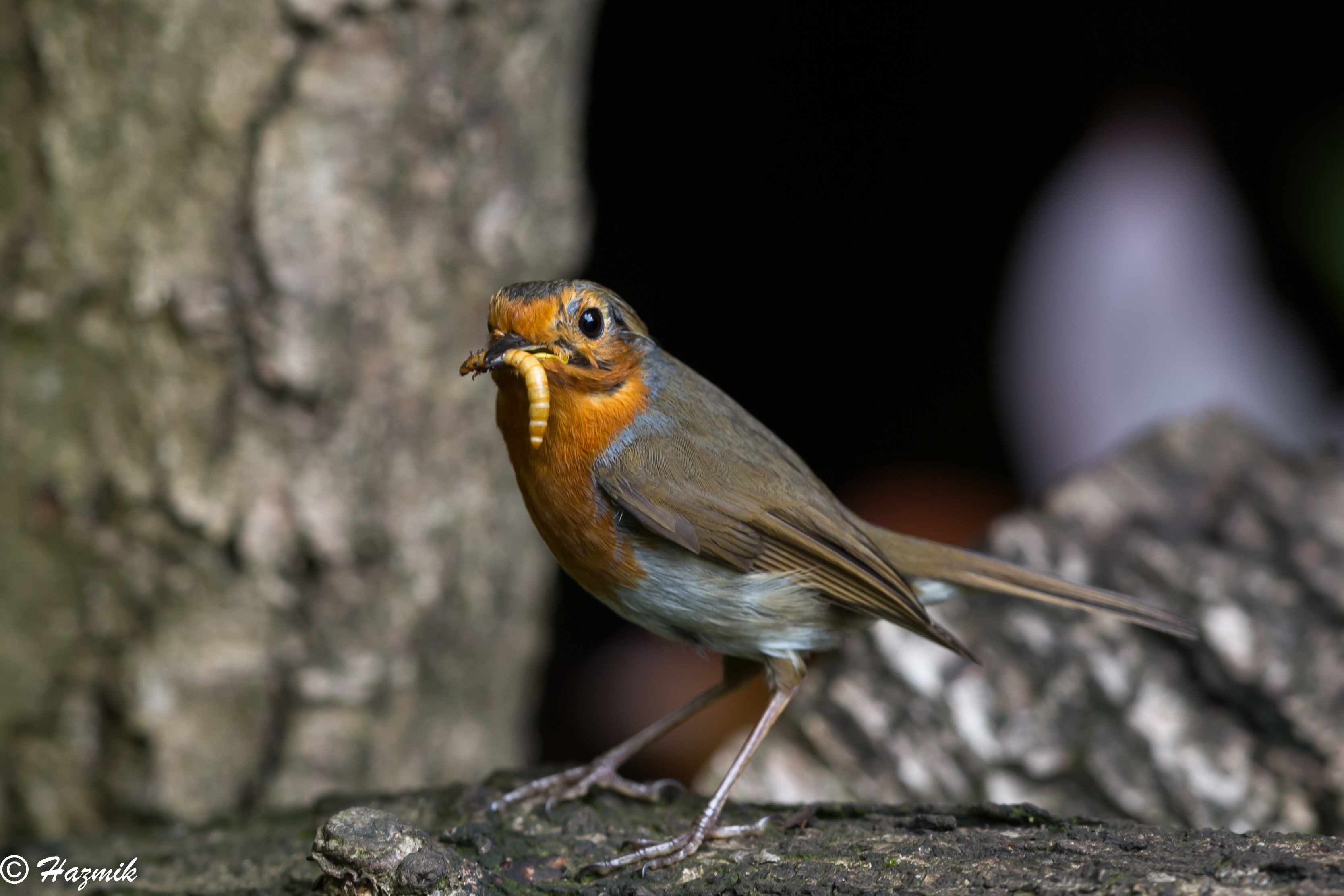 大特価!! イギリス RSPBピンバッジ コマドリ Robin fawe.org