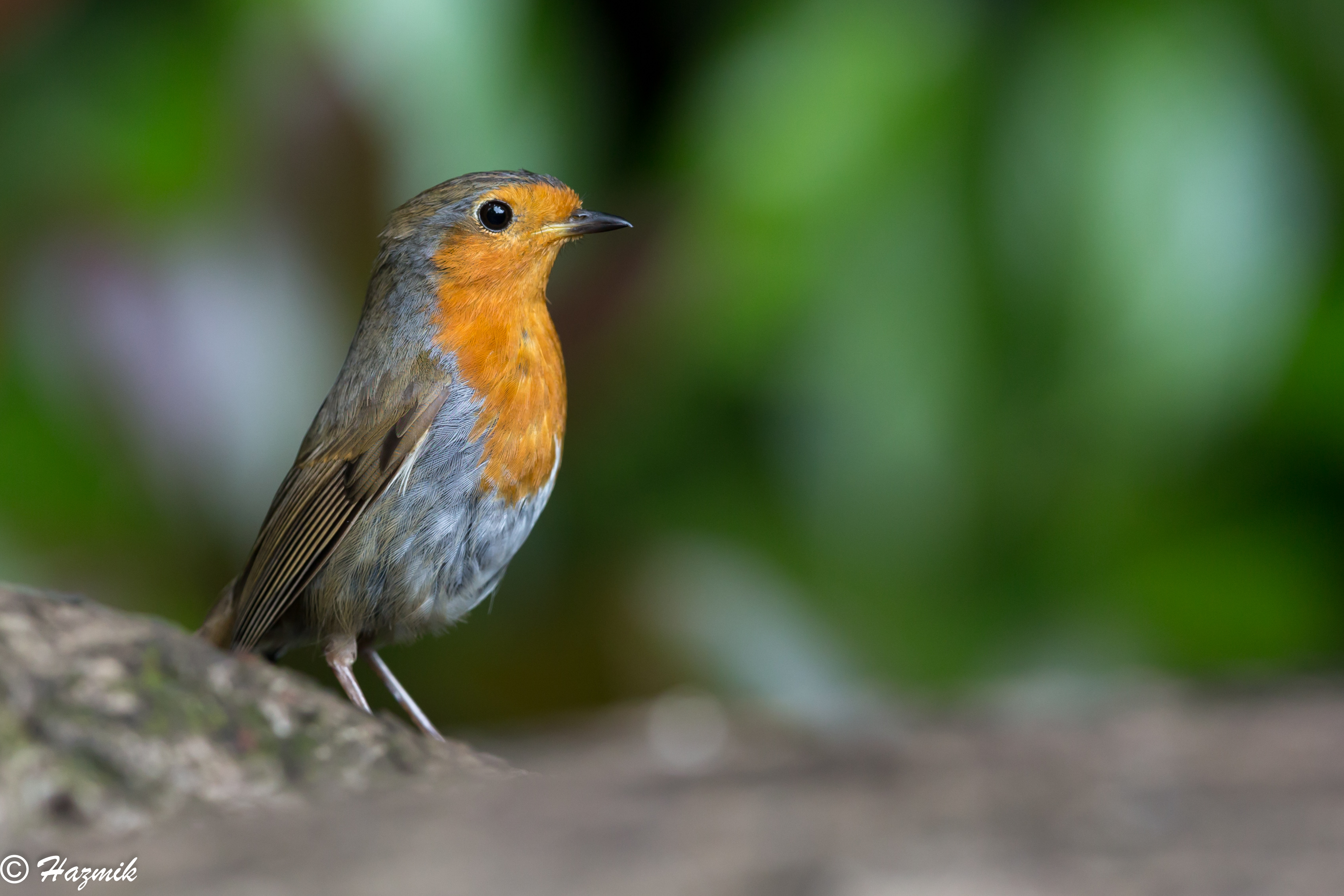 大特価!! イギリス RSPBピンバッジ コマドリ Robin fawe.org