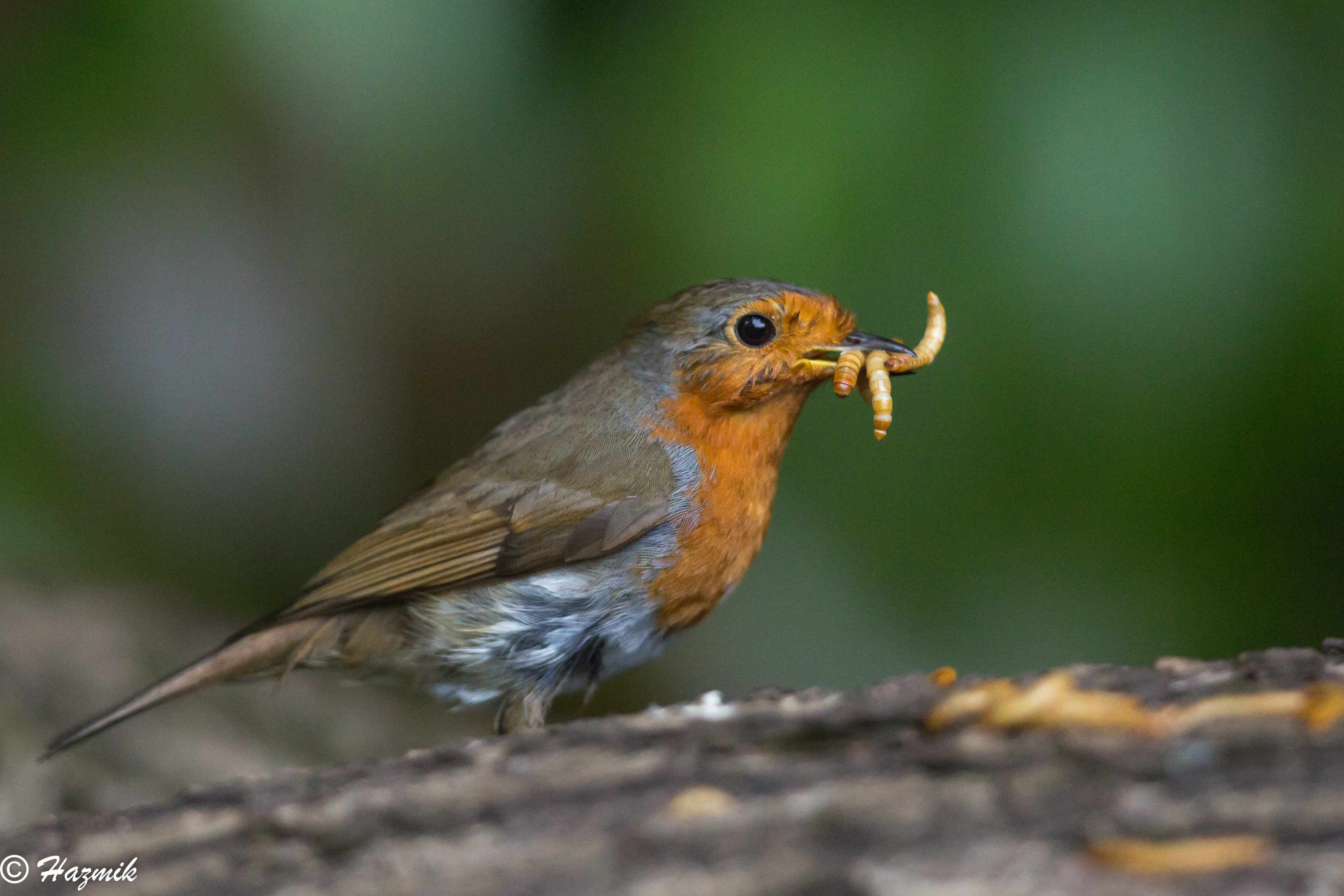 イギリス RSPBピンバッジ コマドリ Robin | www.eesppsantarosacusco