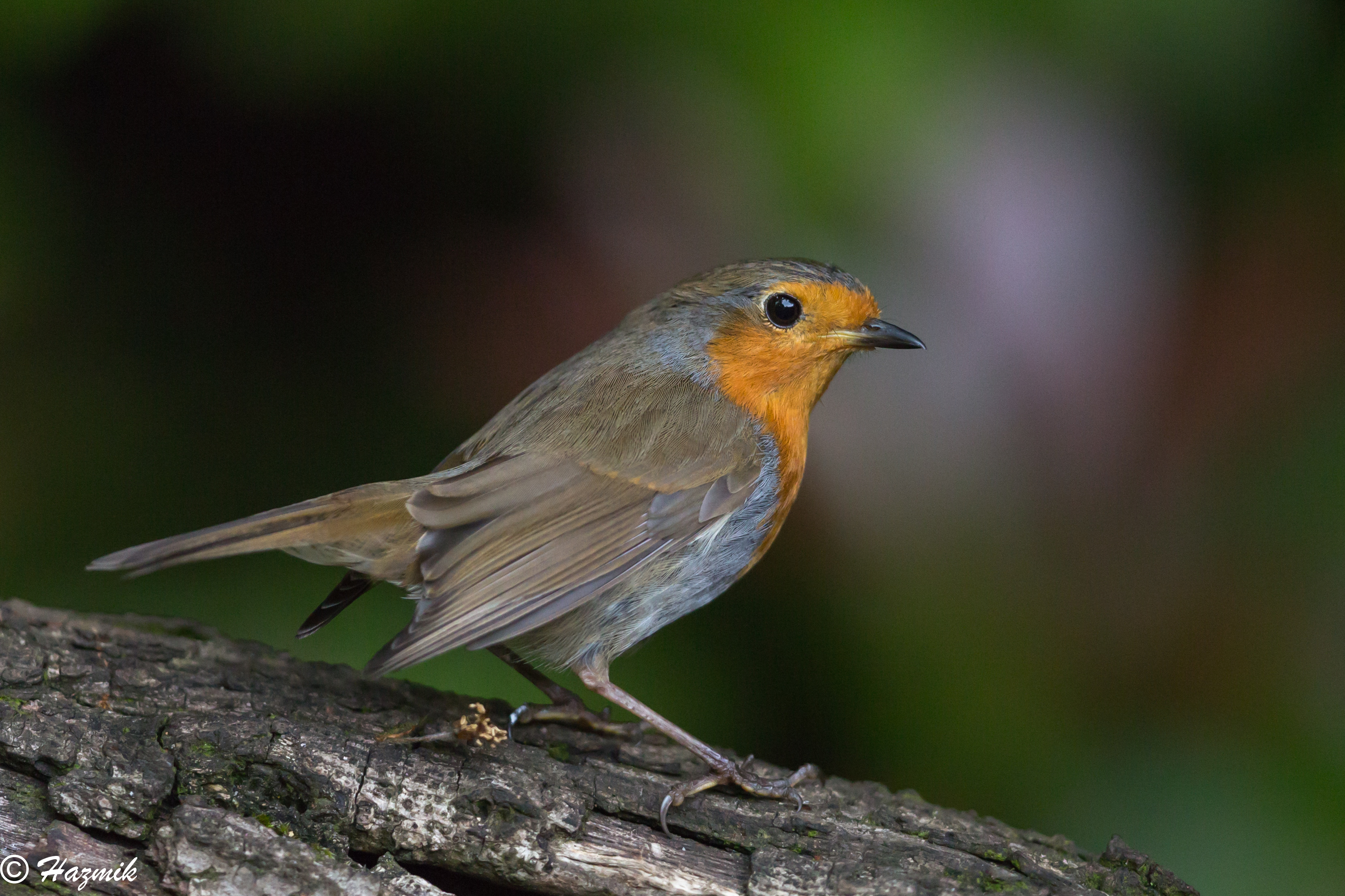 イギリス RSPBピンバッジ コマドリ Robin | www.eesppsantarosacusco