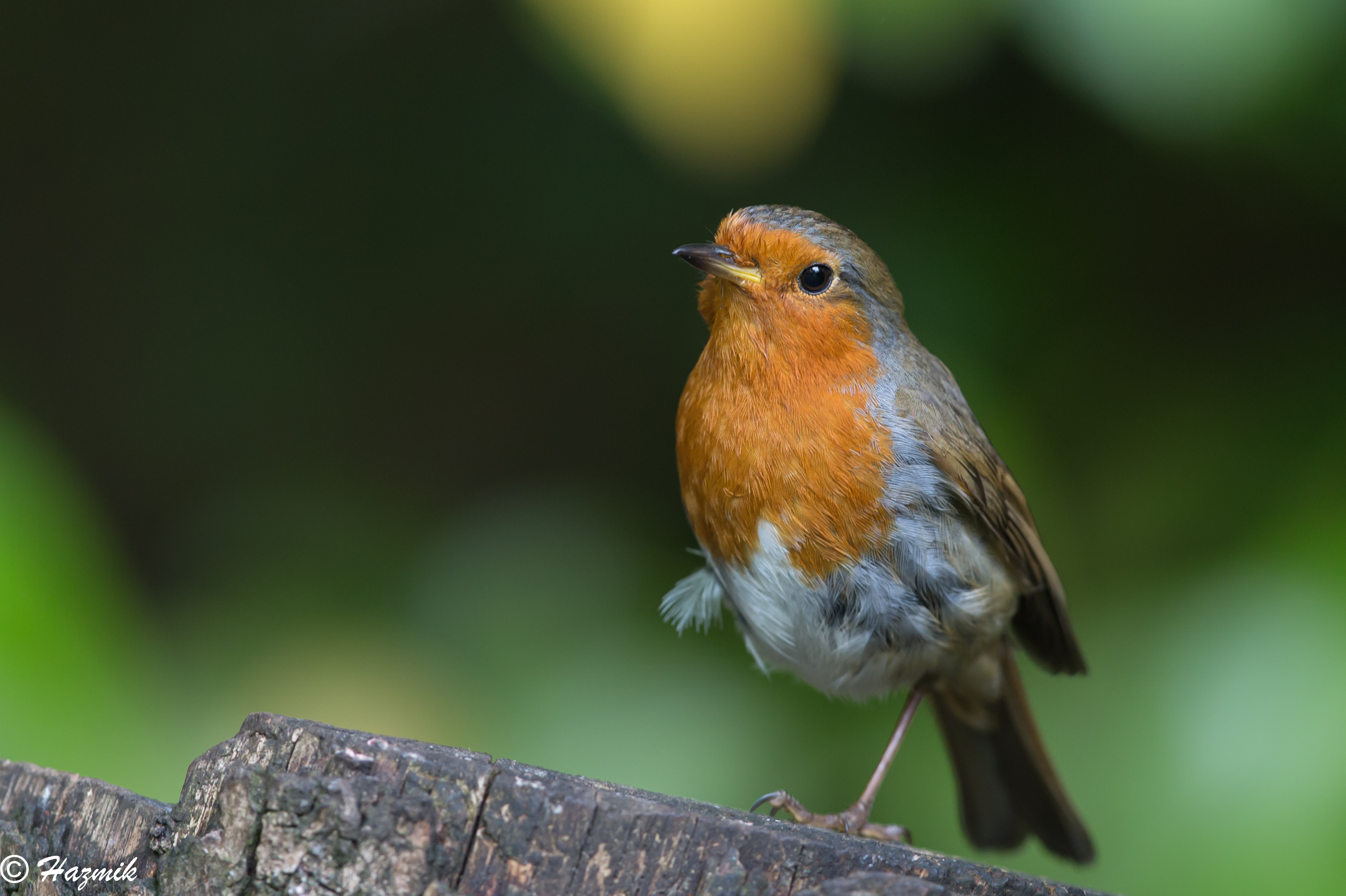 売れ筋一番人気 イギリス RSPBピンバッジ コマドリ Robin agoraleaks.com