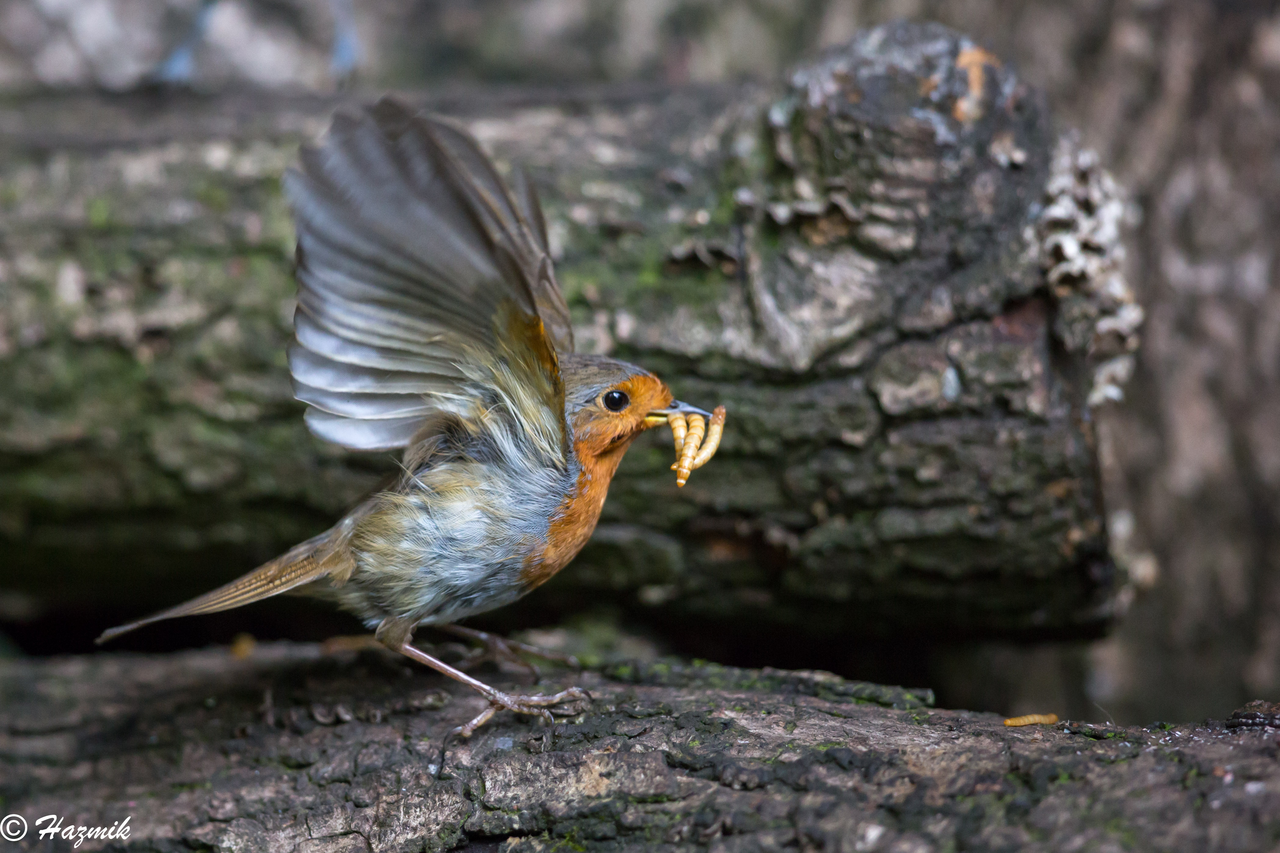 イギリス RSPBピンバッジ コマドリ Robin | www.eesppsantarosacusco