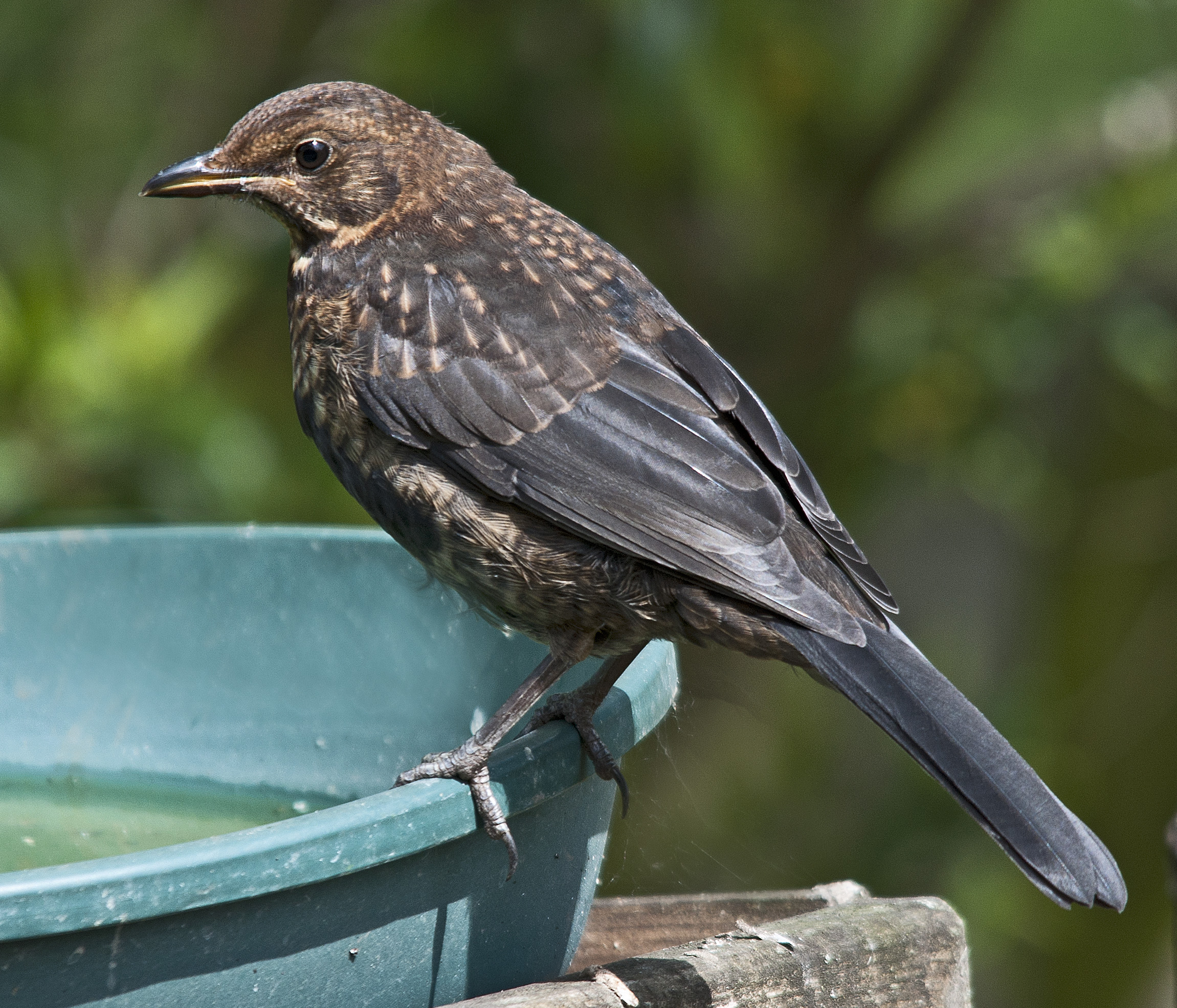 Todays Burds while out and about - All creatures.... - Wildlife - The RSPB  Community