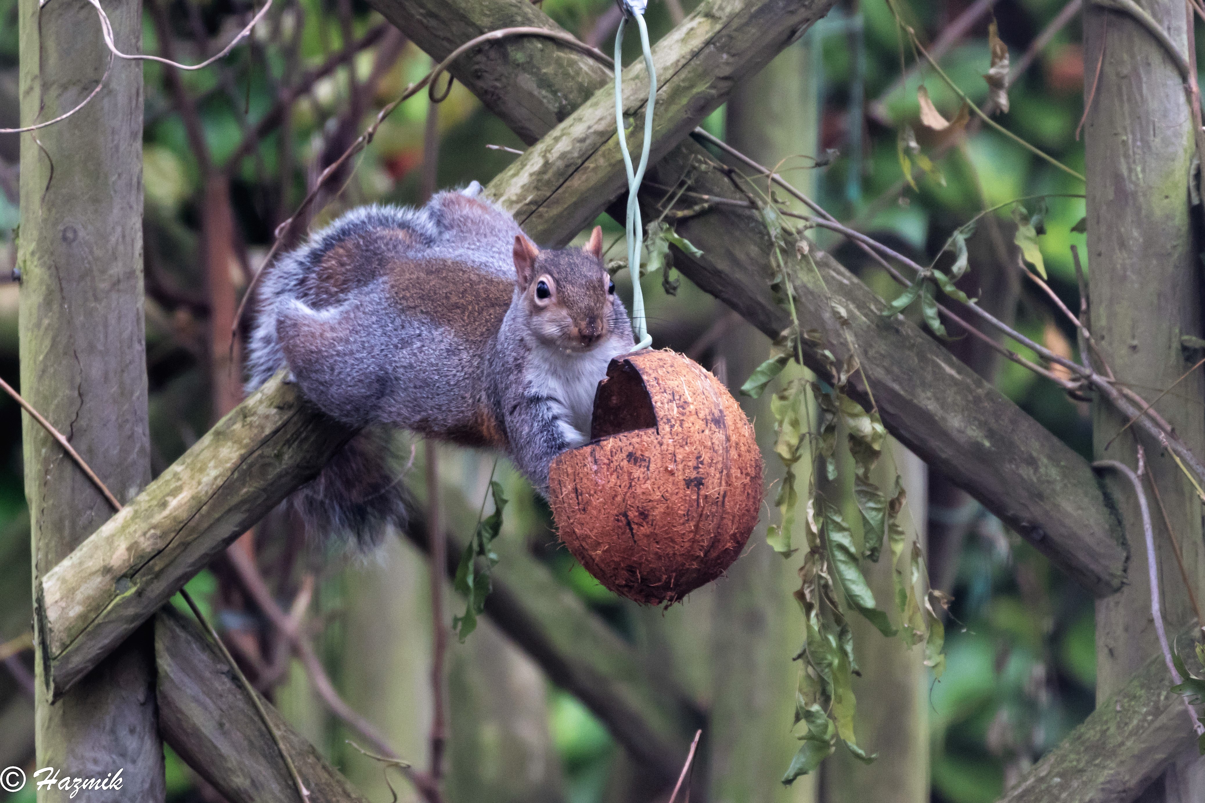 Cyril squirrel for Hazel All creatures Wildlife The RSPB