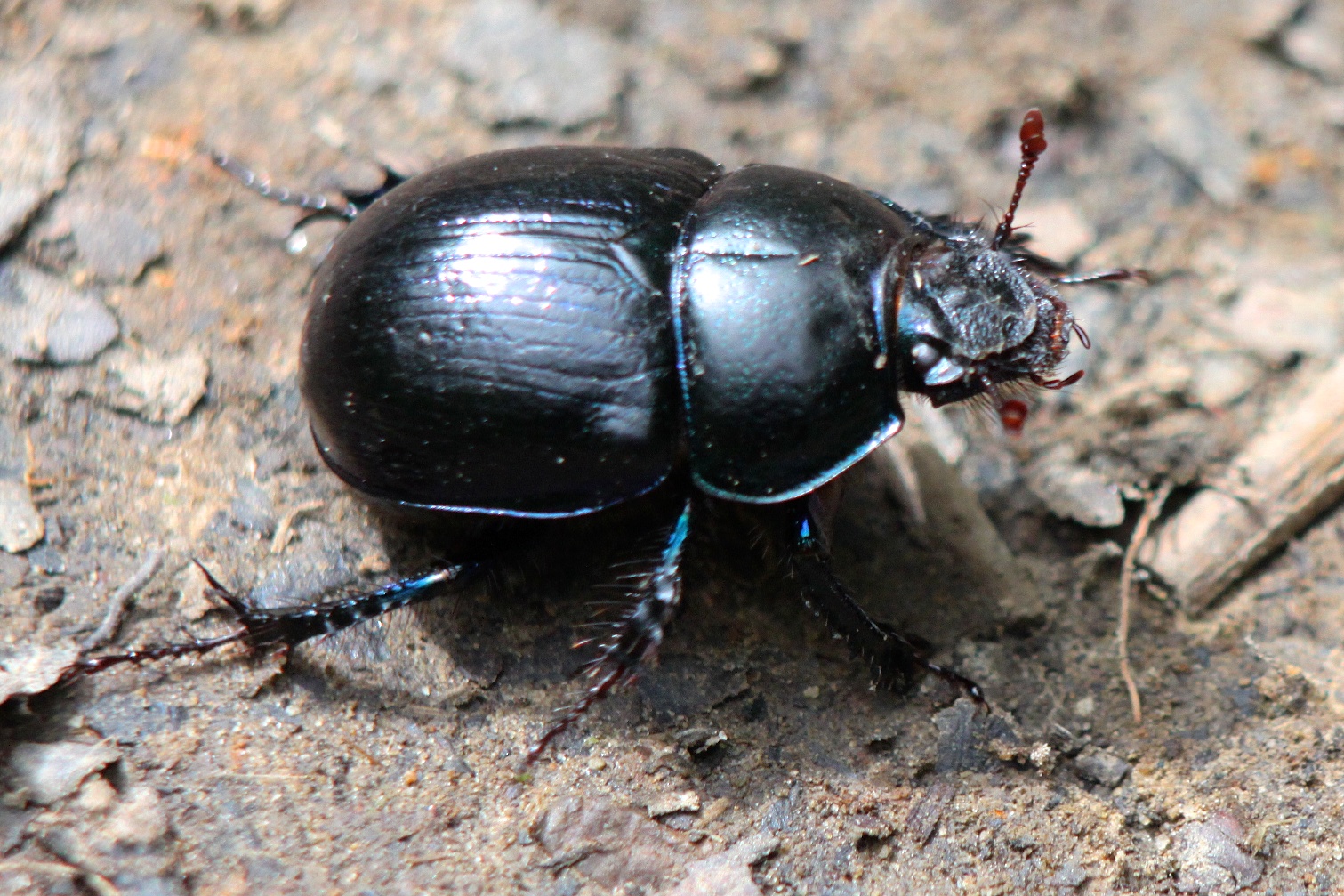 Beetle Mania! - All creatures.... - Wildlife - The RSPB Community