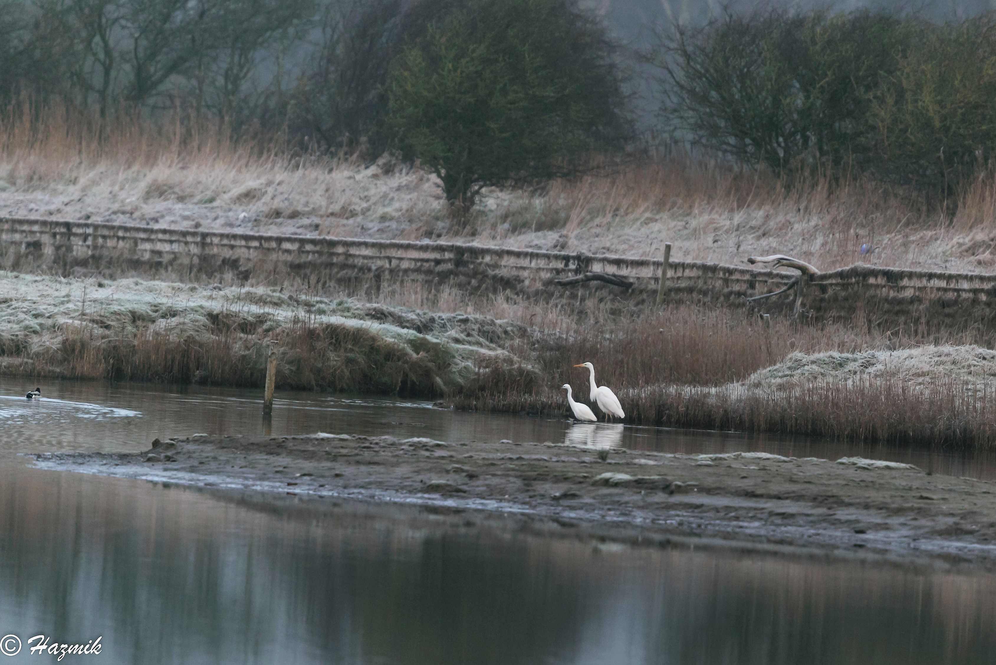 Leighton Moss - final day (salt marshes) - All creatures