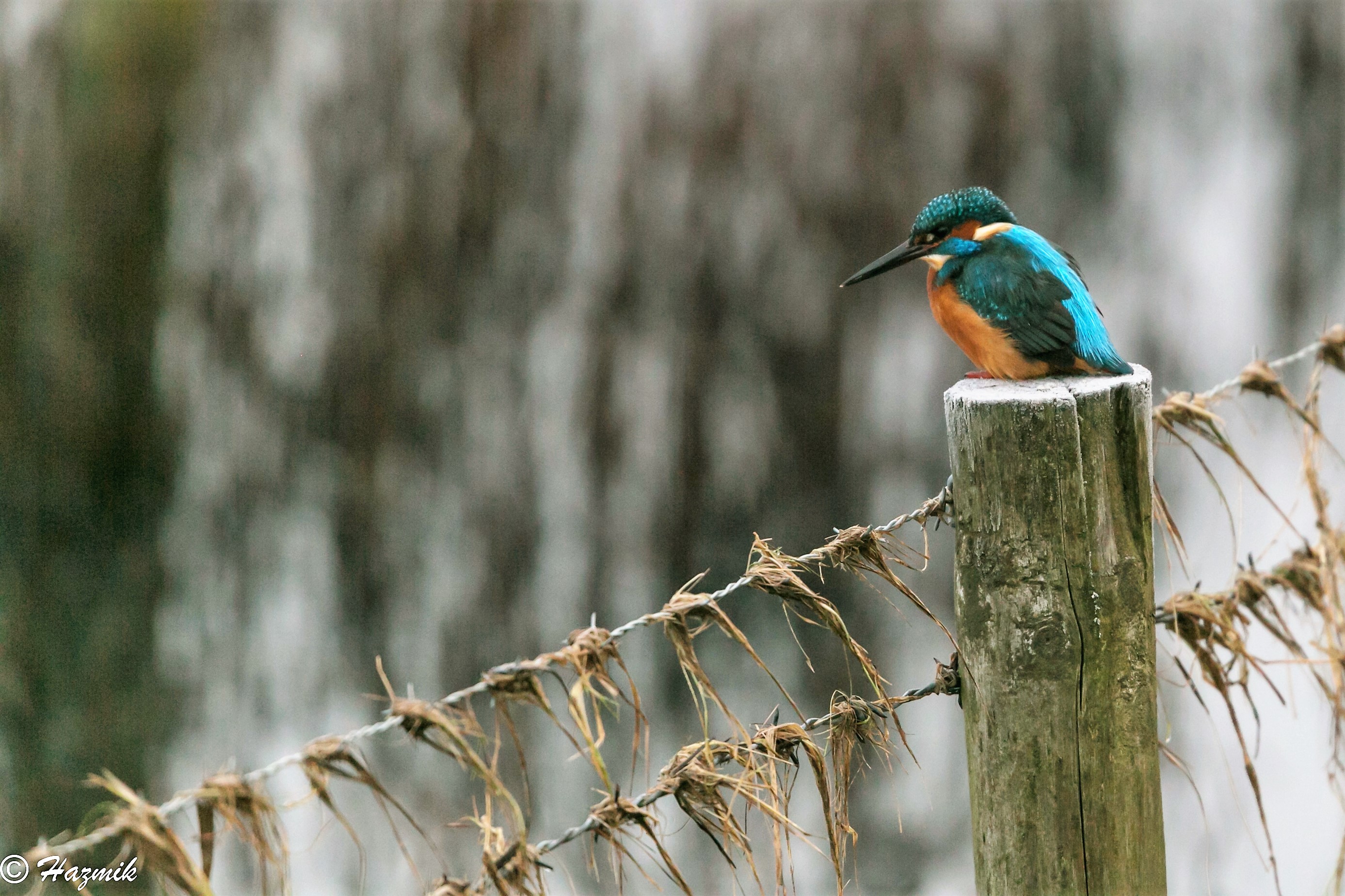 Birdwatching hide at Leighton Moss RSPB © Jonathan Hutchins