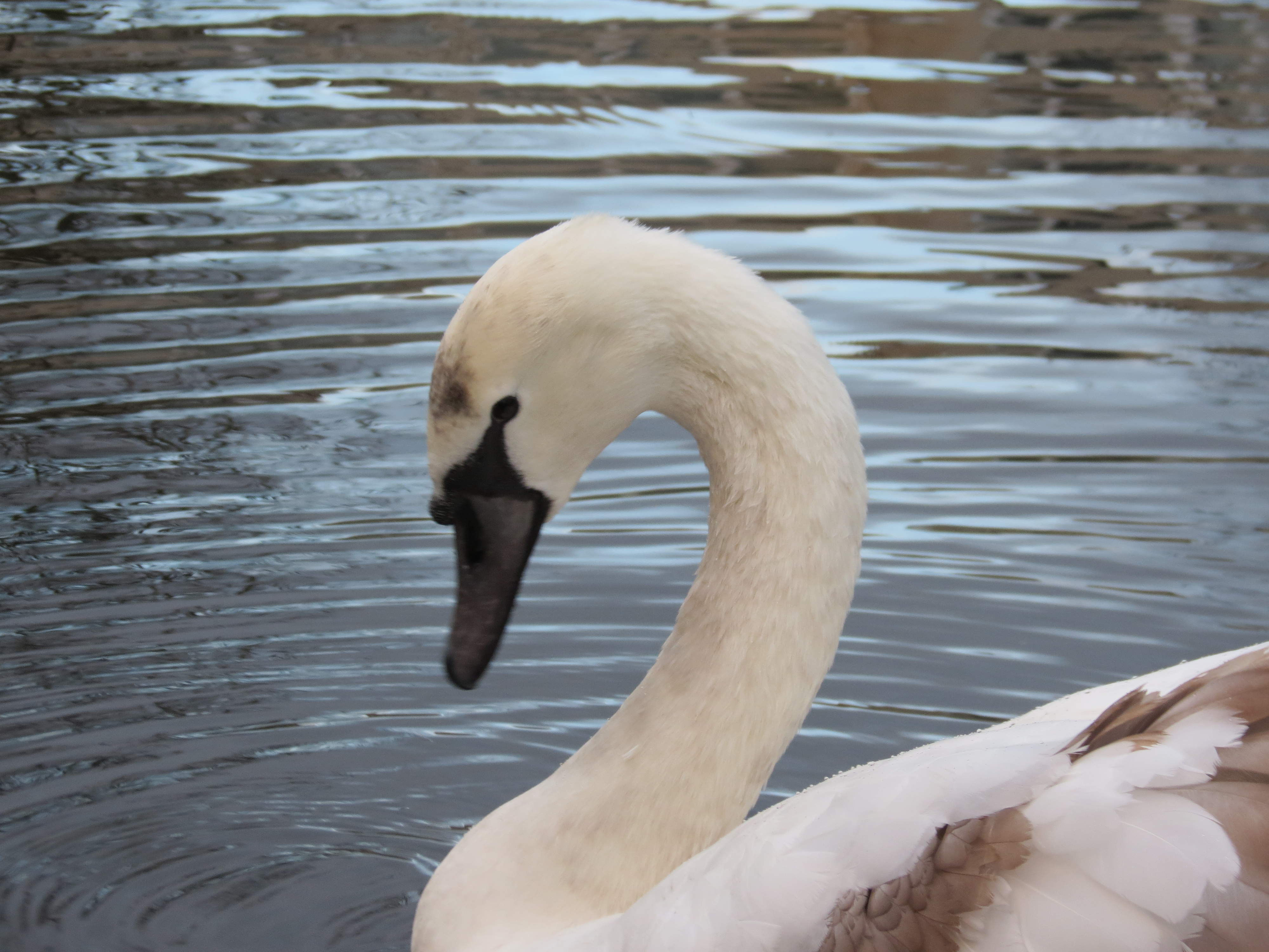 Interesting Behaviour From The Mute Swans - All creatures