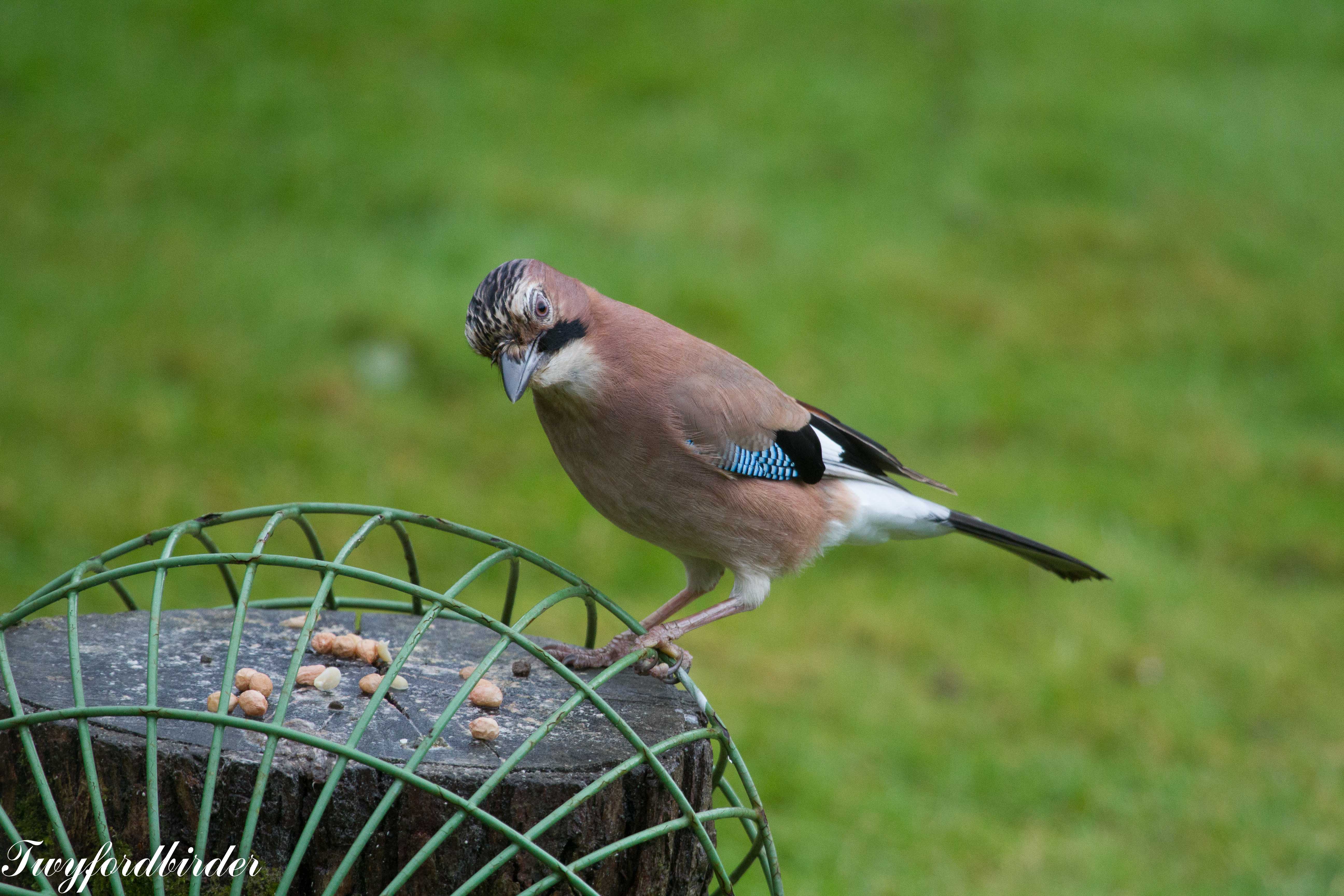 do pigeons eat peanuts