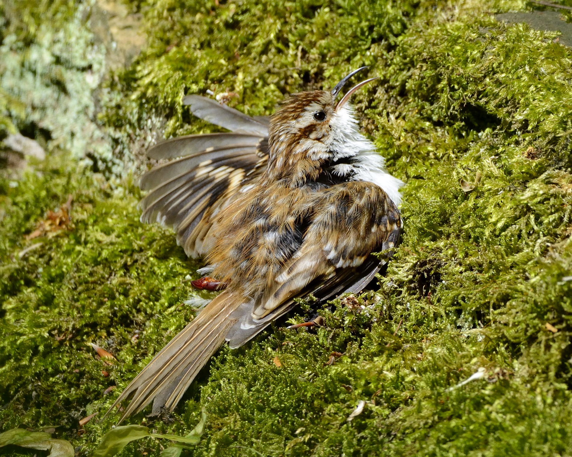 best-shots-of-a-treecreeper-all-creatures-wildlife-the-rspb