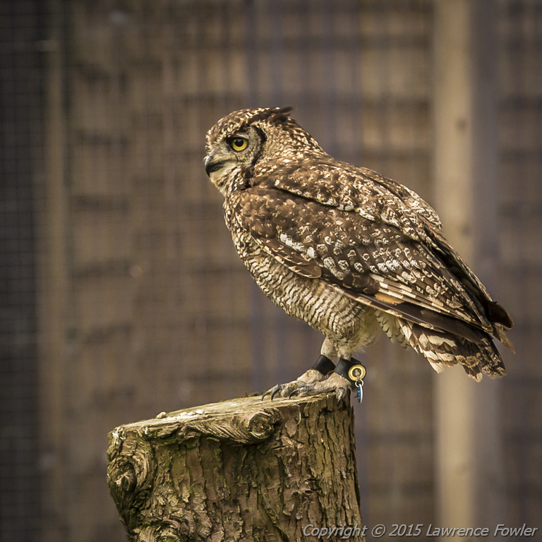 Diurnal Raptors - Overview - The Falconry Centre, Hagley, West Midlands