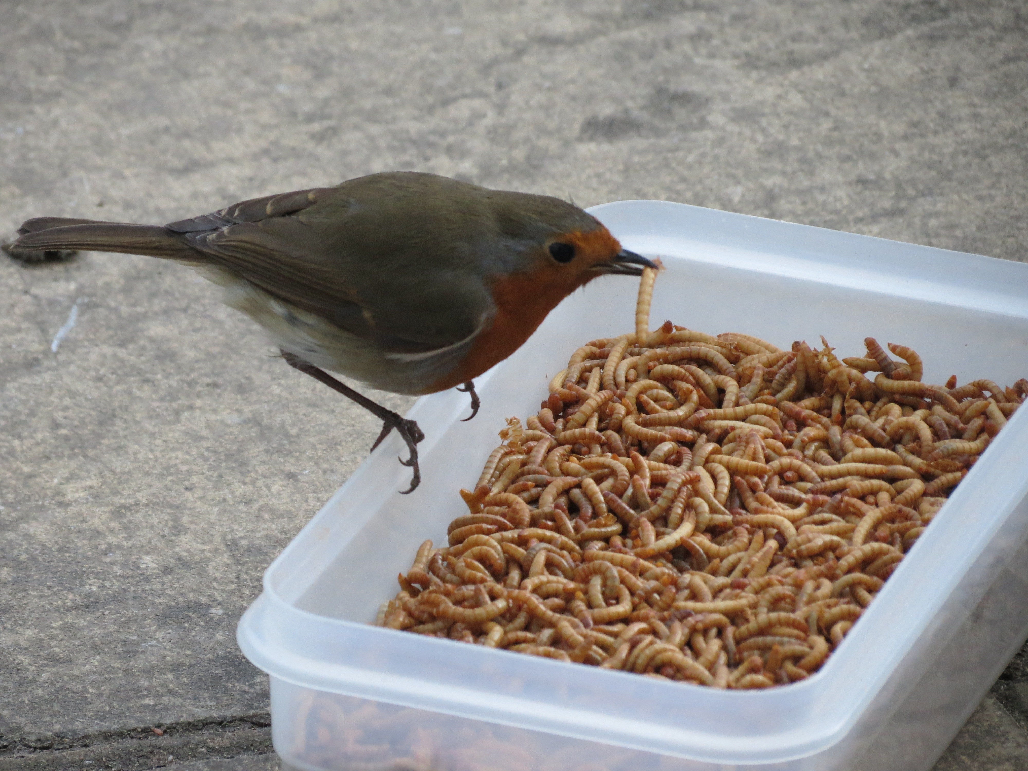 will robins eat dried mealworms