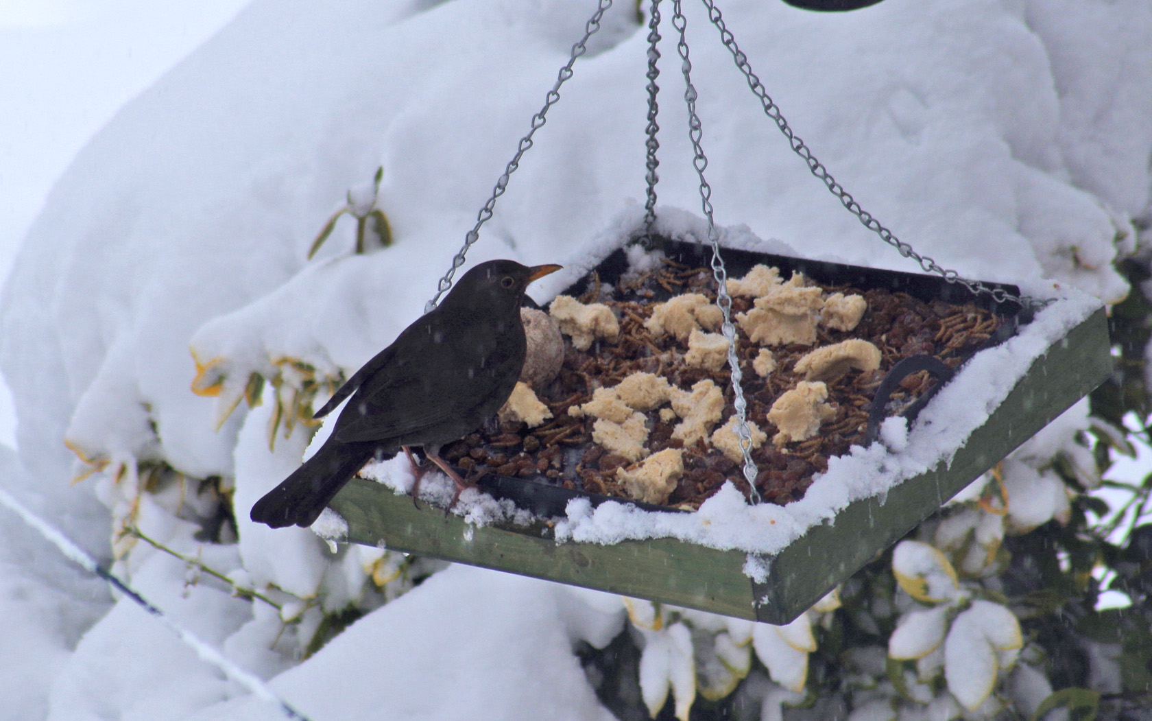 feeding blackbirds