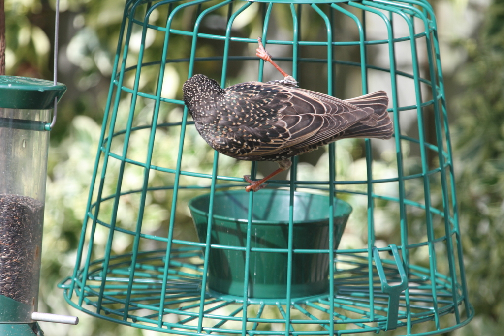 Starlingproof Suet Feeder? Feeding Garden Visitors Wildlife The