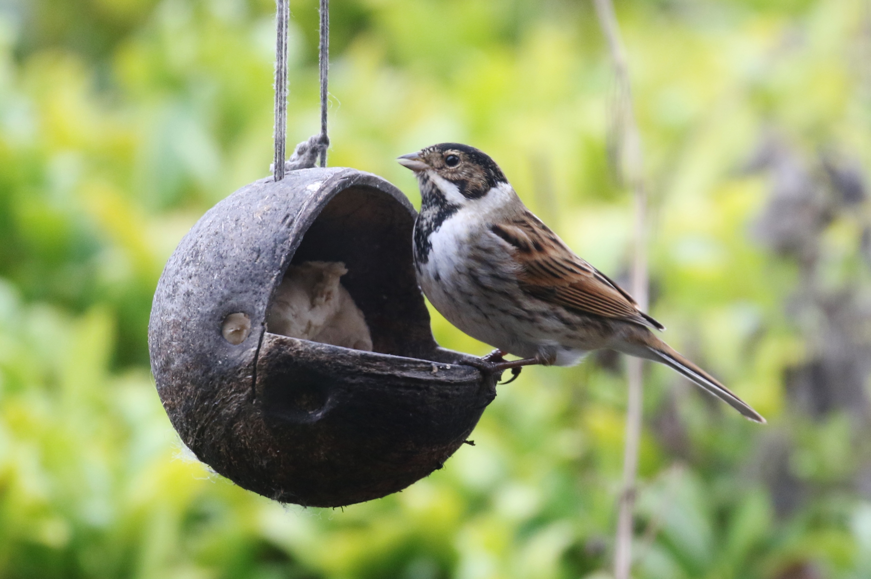 Hanging Single Fat Balls From A Tree Ask An Expert Wildlife