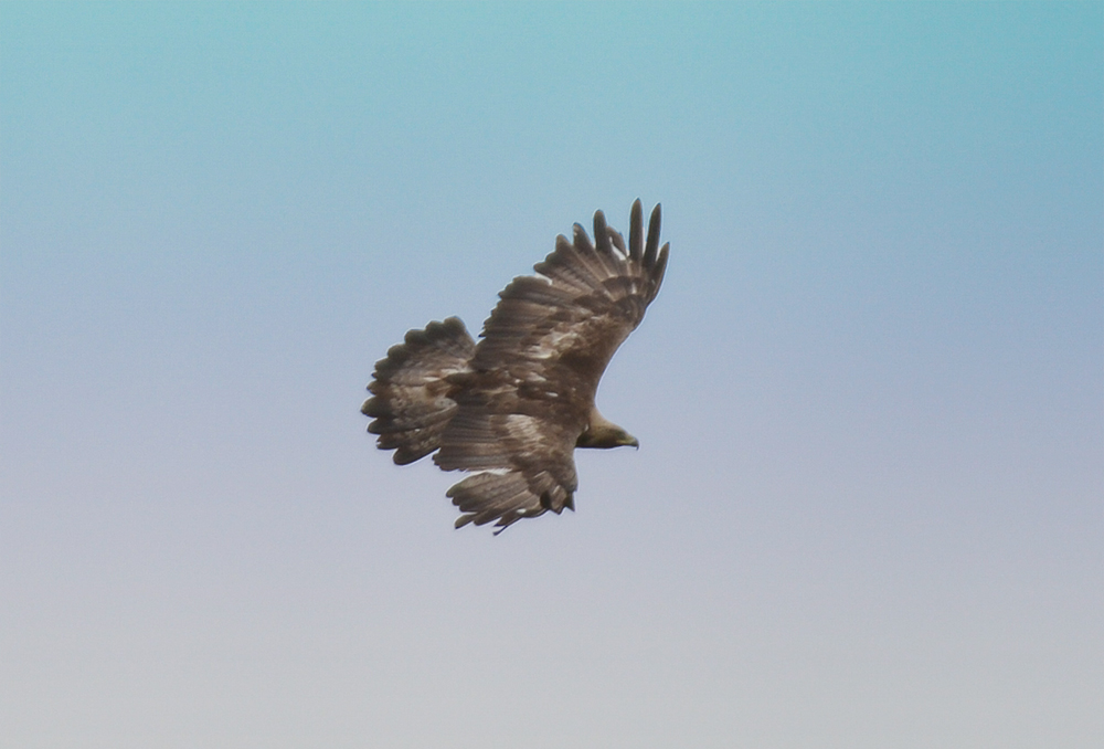 The Wonderful Isle Of Mull Where To Watch Wildlife