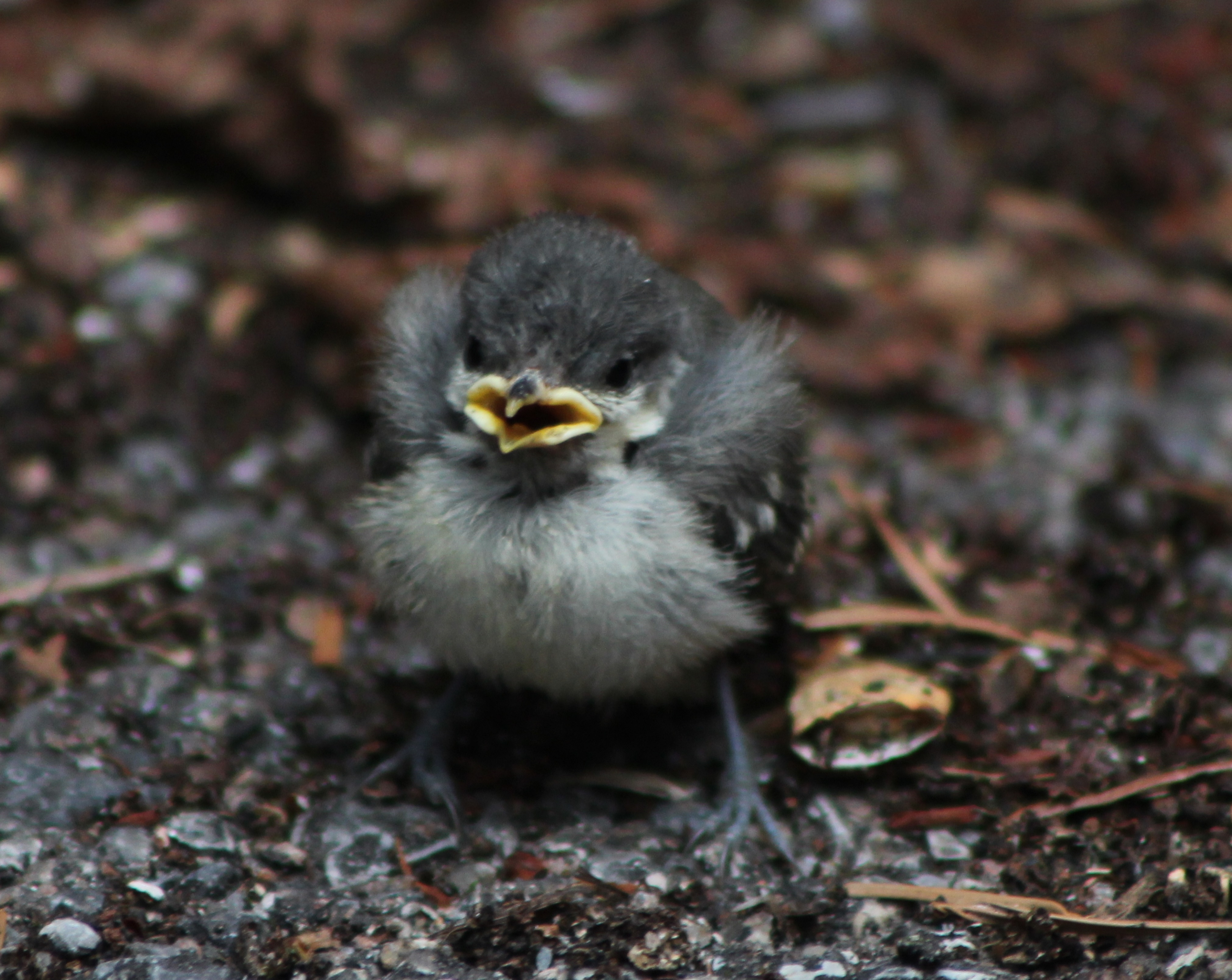 Over Keen Baby Coal Tit - The Tea Rooms - Chat - The RSPB Community