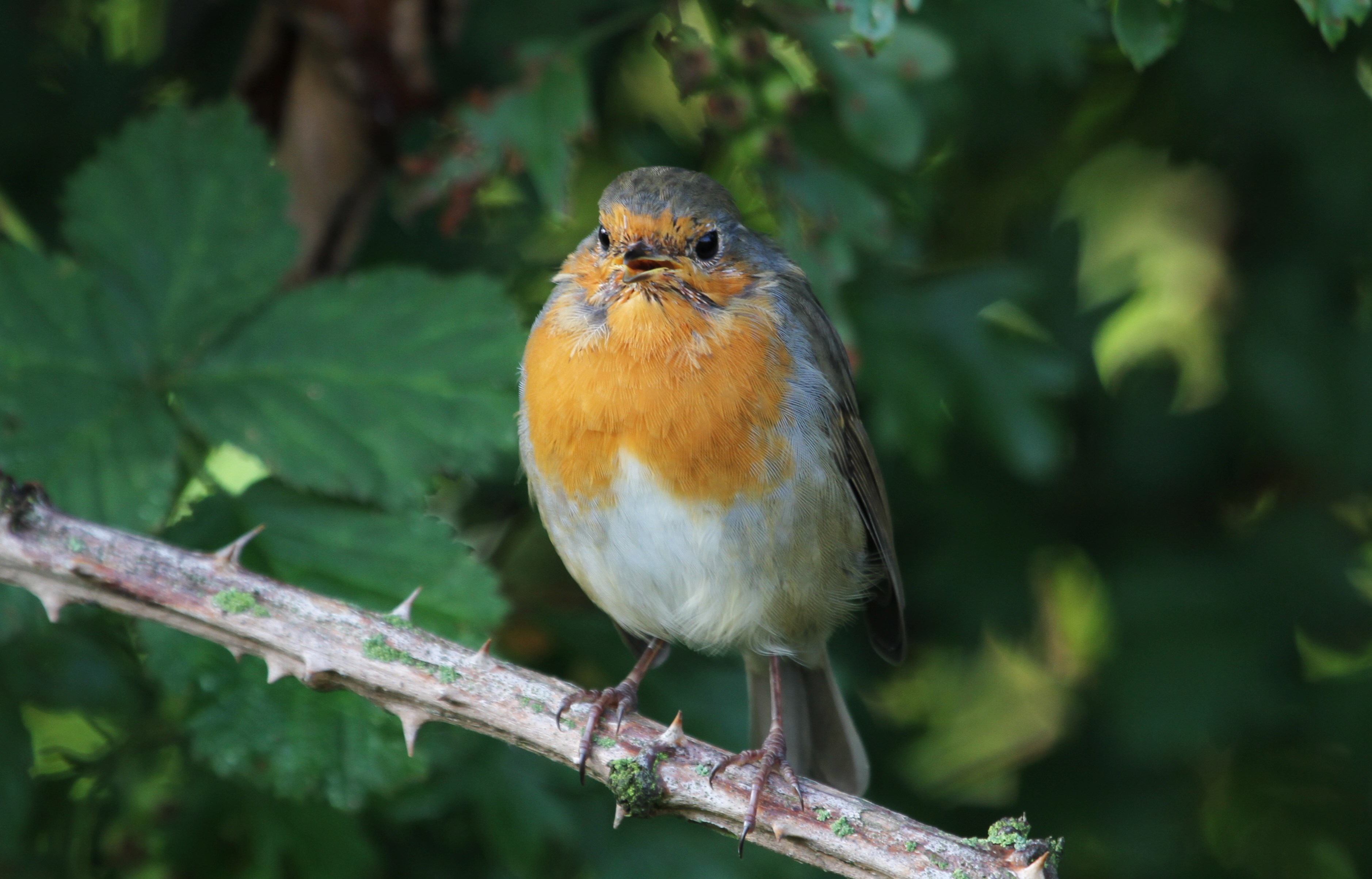 Robin crowned as UK's national bird: It's aggressive, vicious, but