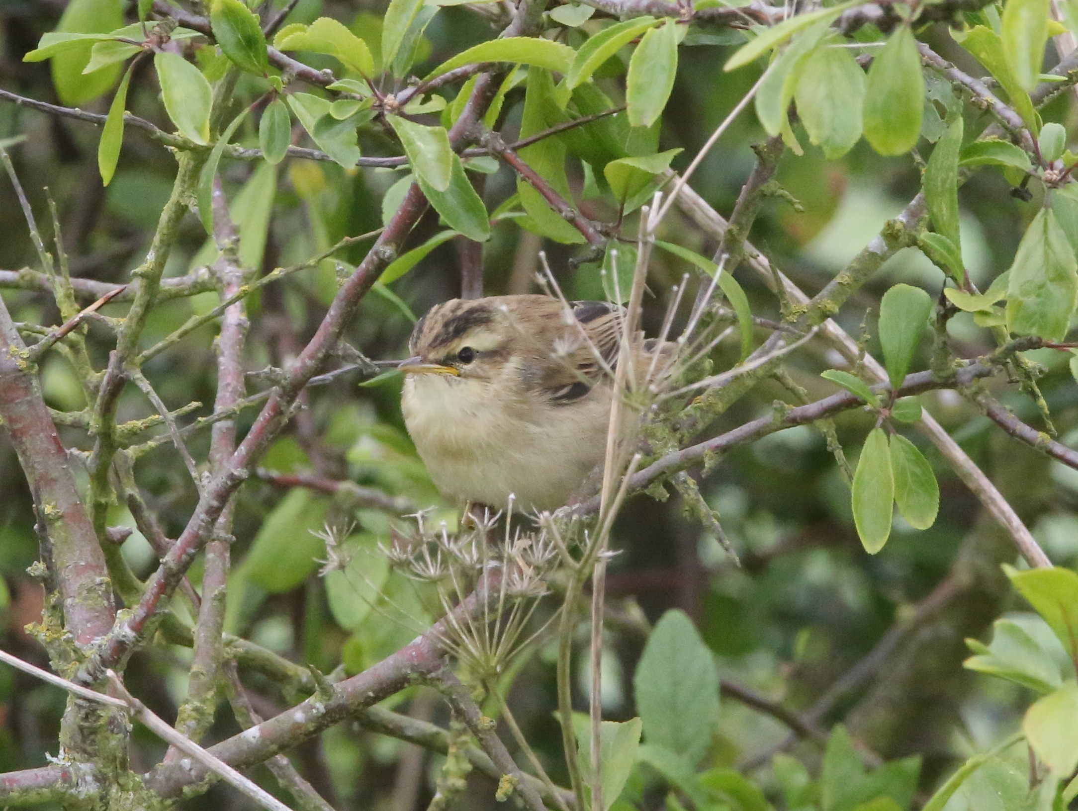 what-is-this-baby-bird-identify-this-wildlife-the-rspb-community