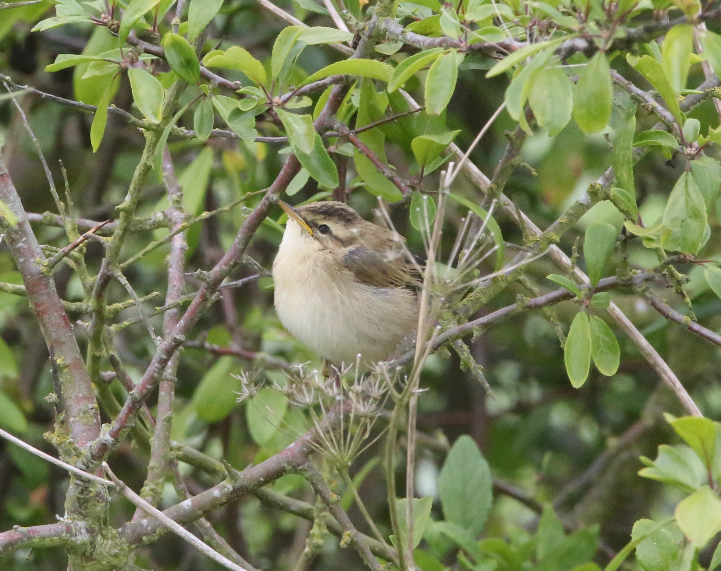 what-is-this-baby-bird-identify-this-wildlife-the-rspb-community