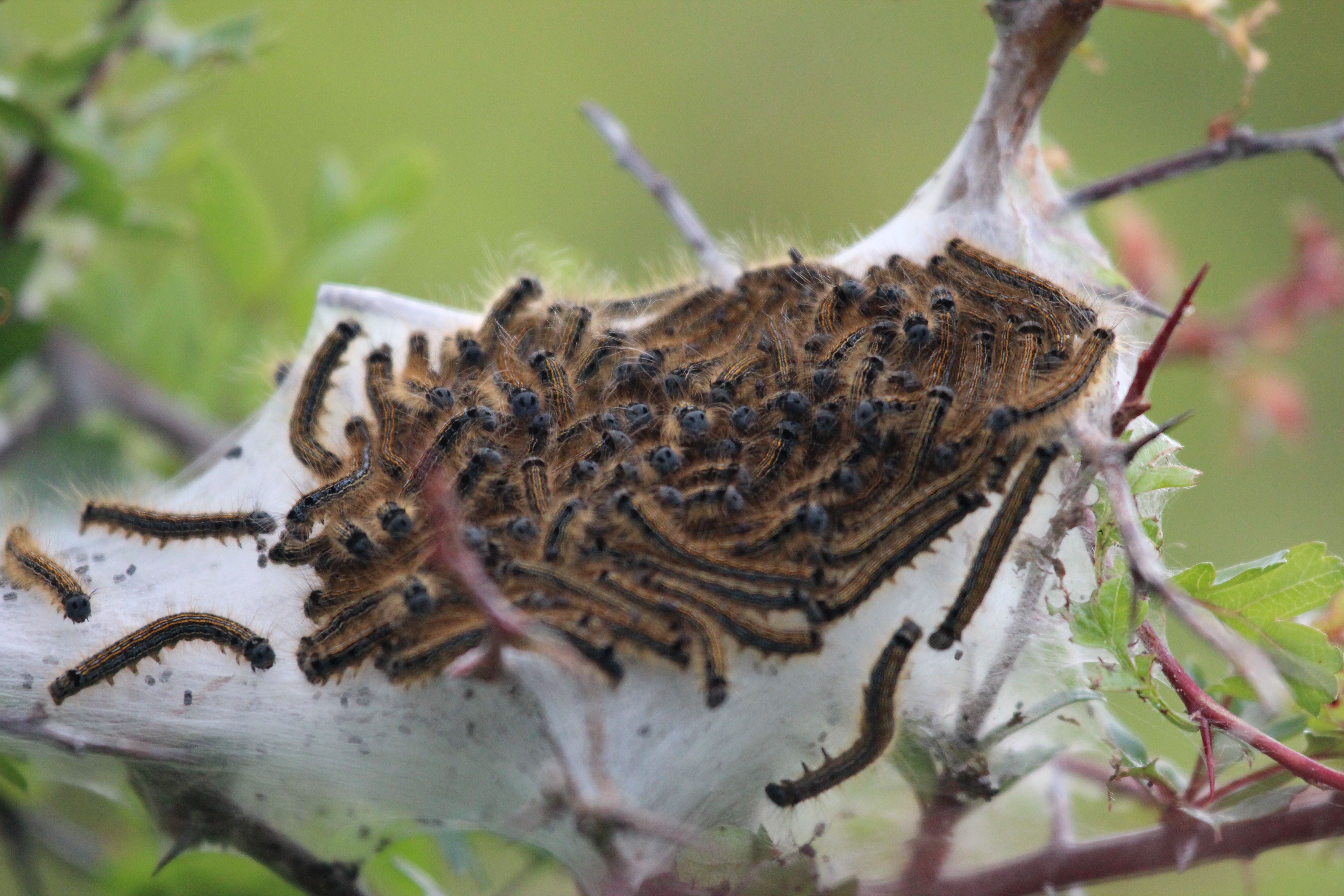 A bundle of Caterpillars - Moth or Butterfly?? - Identify ...