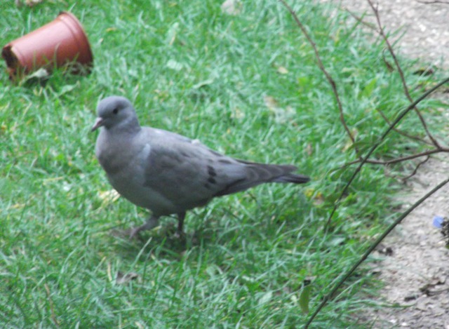 Young Wood Pigeon Or Something Else Identify This Wildlife The Rspb Community