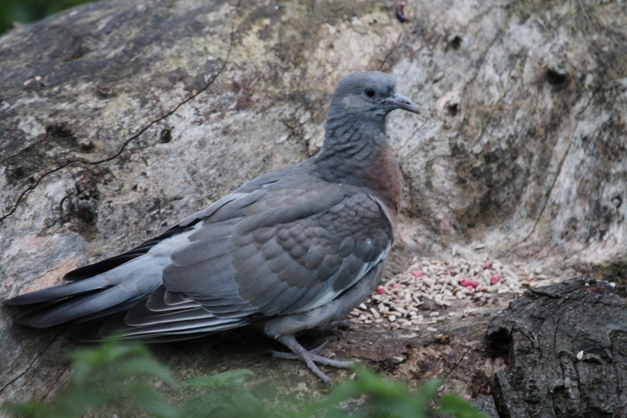 Young Wood Pigeon Or Something Else Identify This Wildlife The Rspb Community