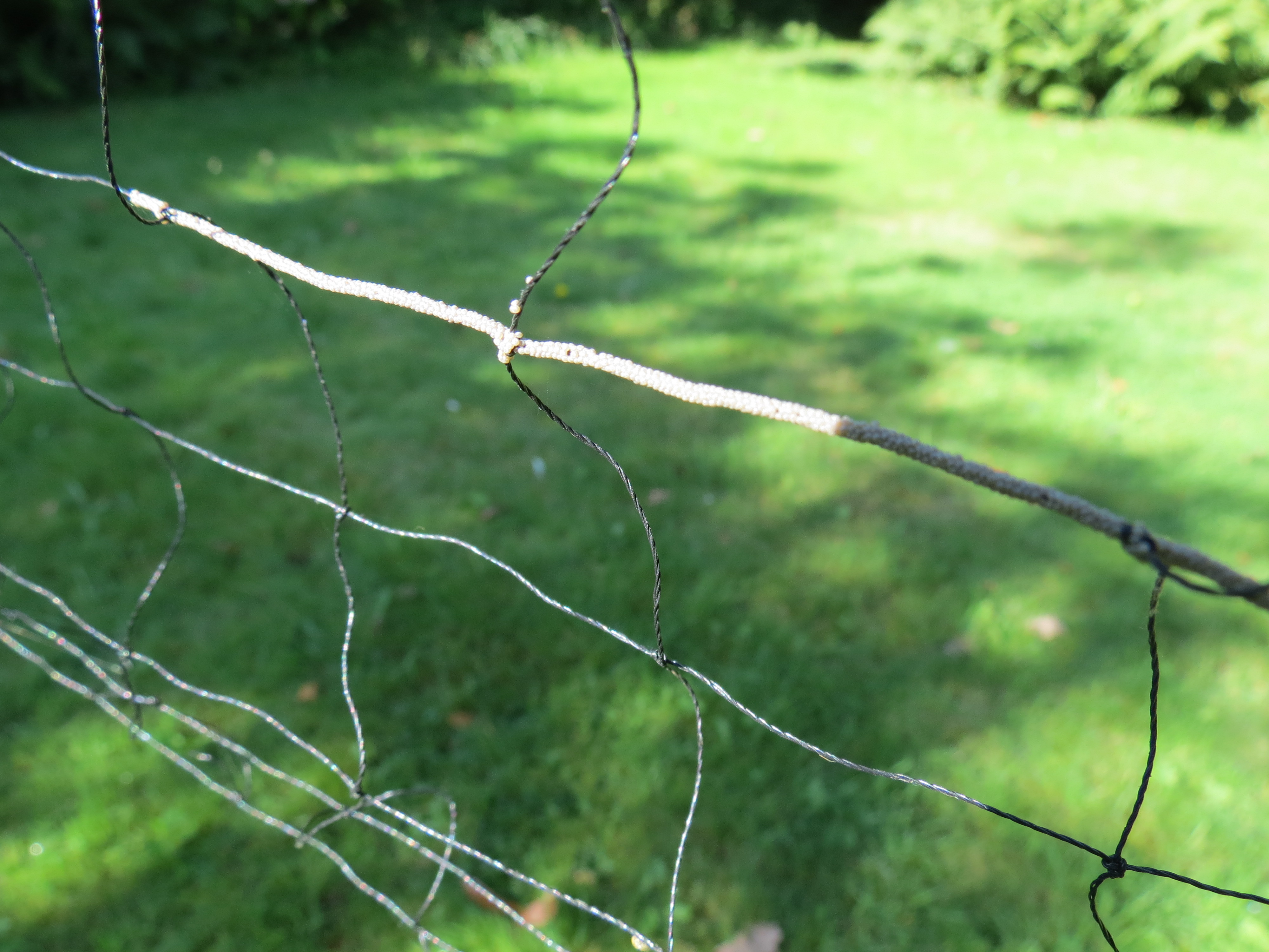 Insect Eggs On A Badminton Net Identify This Wildlife The Rspb Community