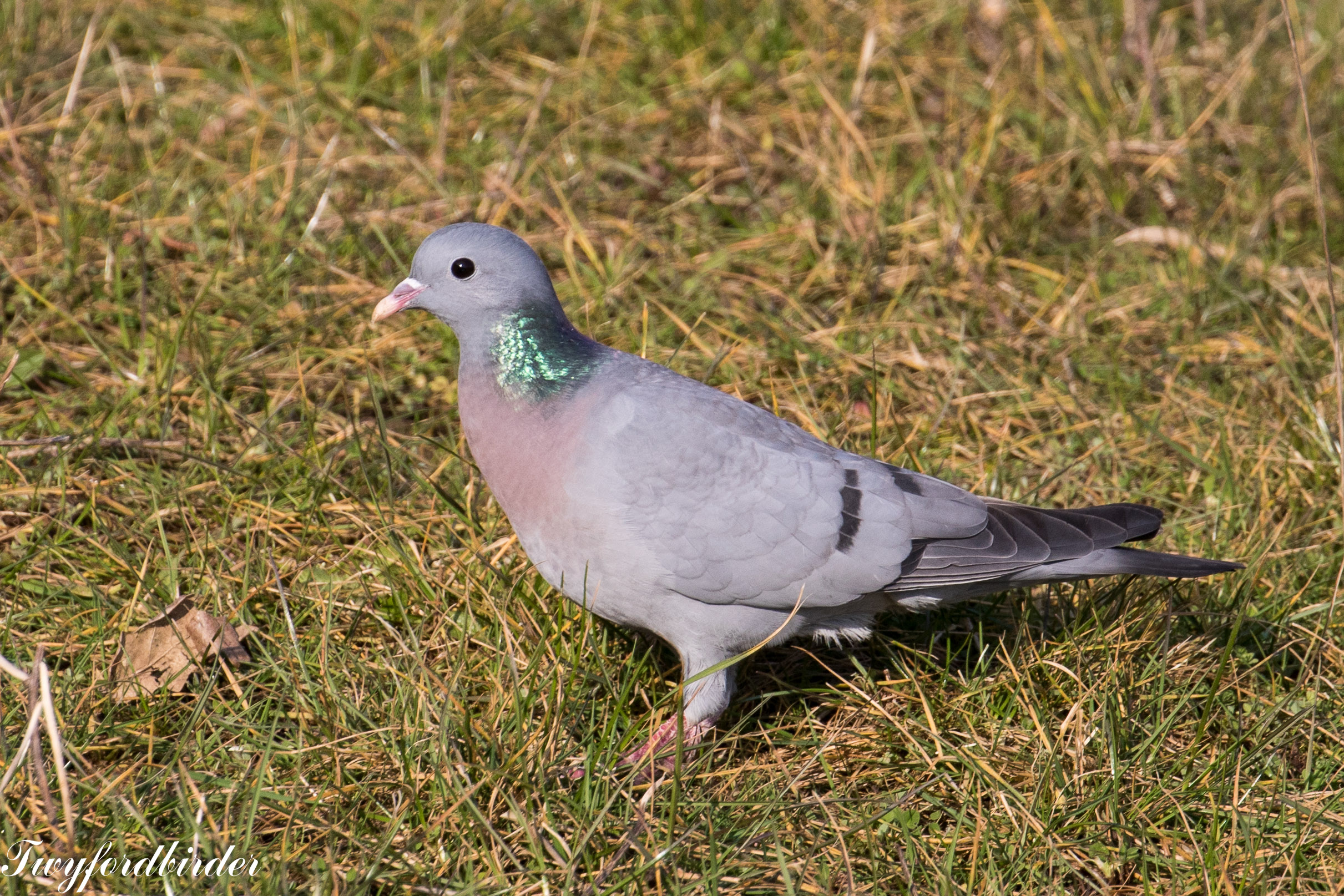 Young of a store pigeon