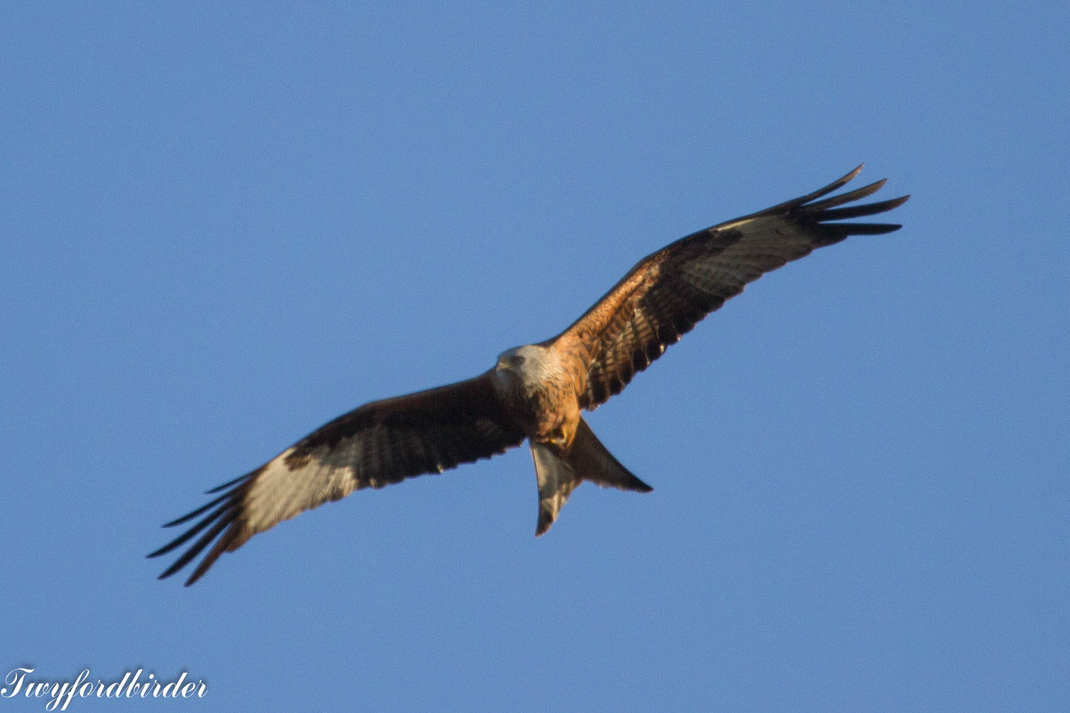 How to identify birds of prey  Herts and Middlesex Wildlife Trust