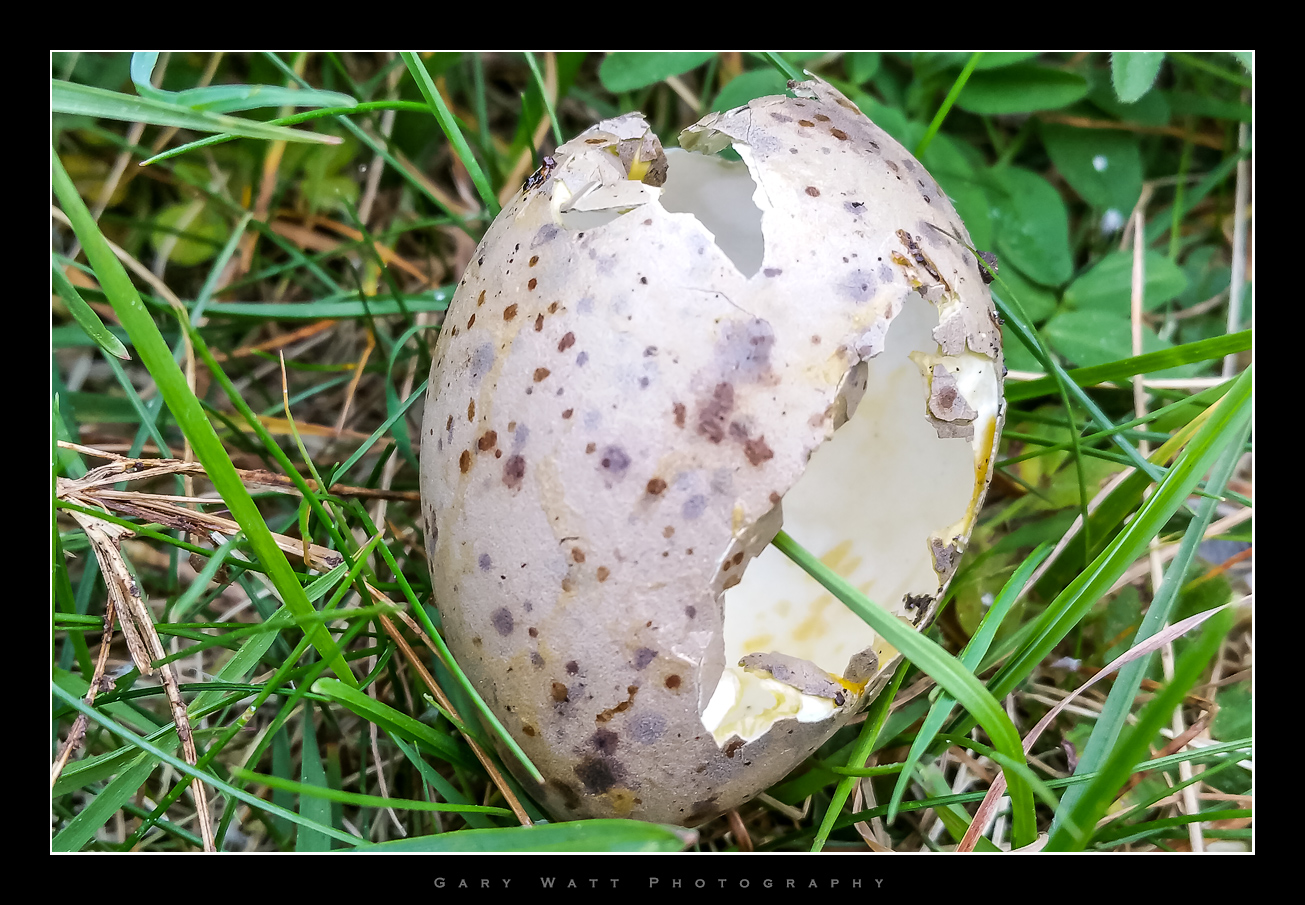 Out of Curiosity - Egg - Identify this - Wildlife - The RSPB Community