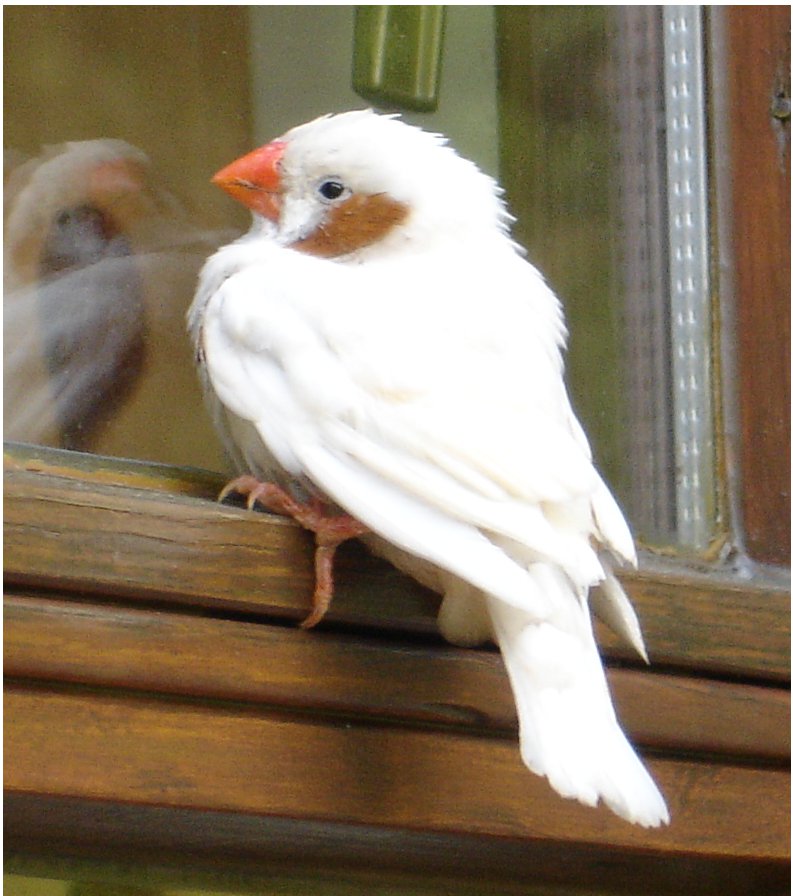 A European Isabel Zebra Finch An Escapee Identify This Wildlife The Rspb Community,Small Parrots That Talk
