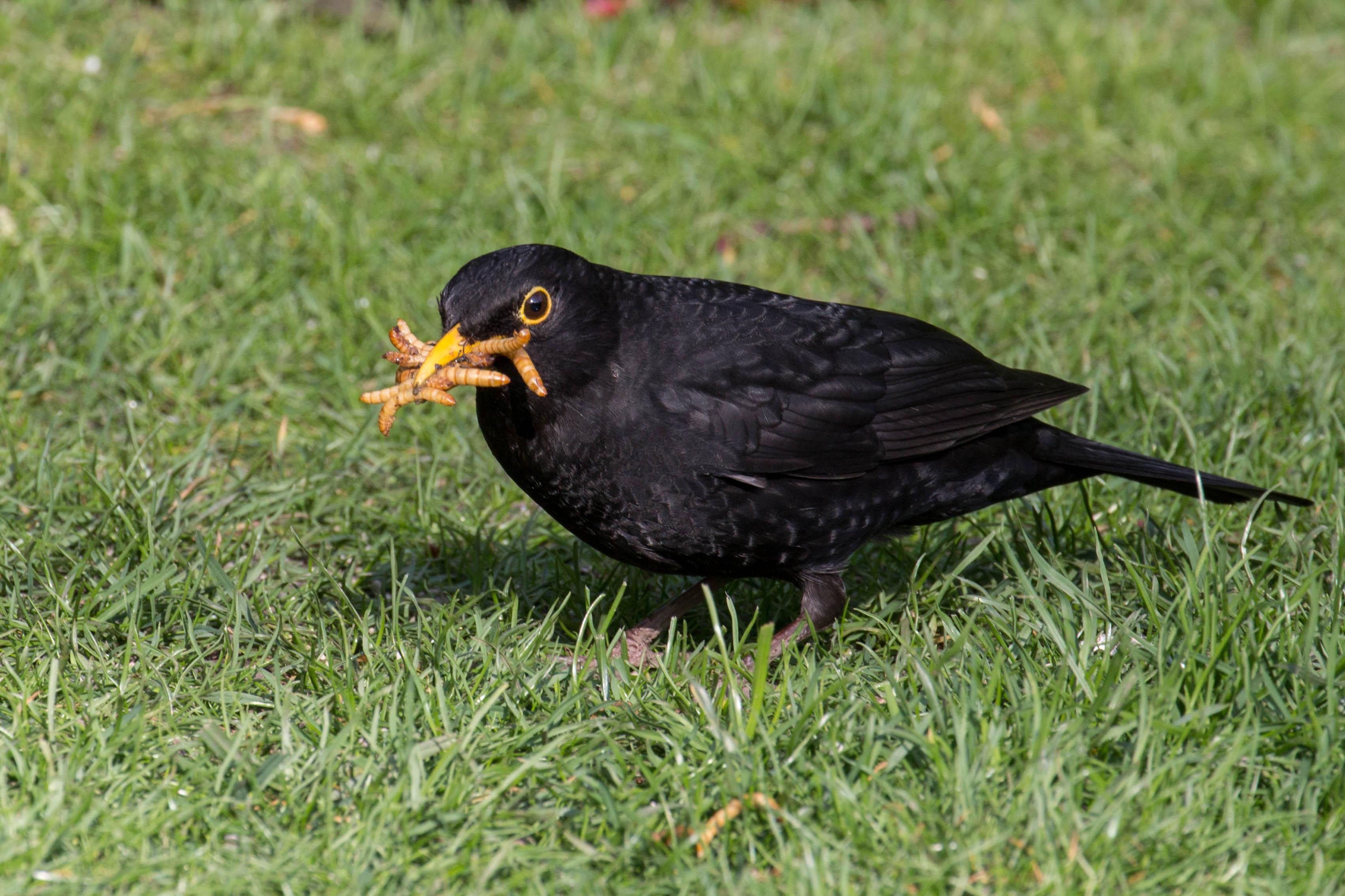 blackbird mealworms