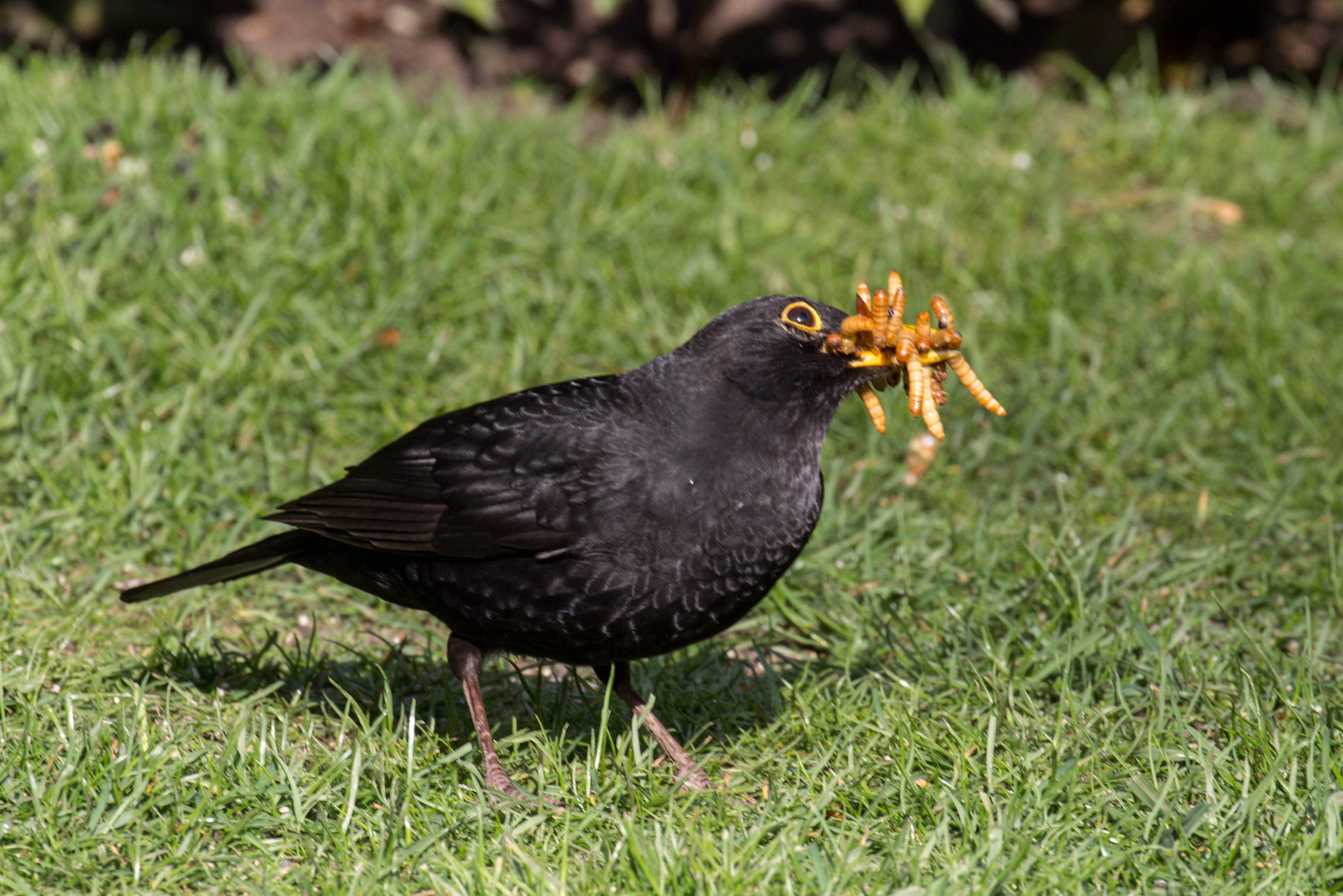 blackbird mealworms