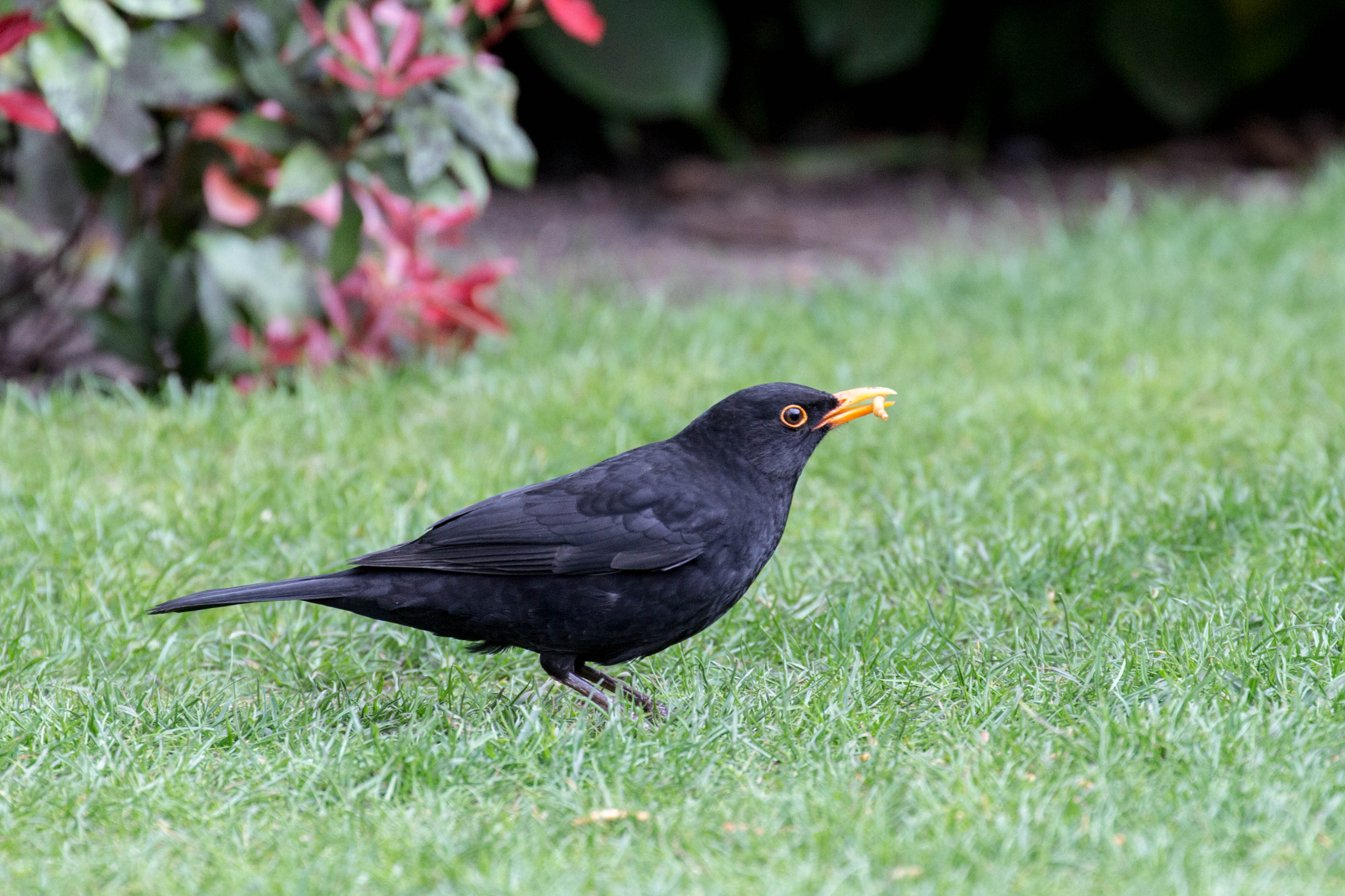 blackbird mealworms