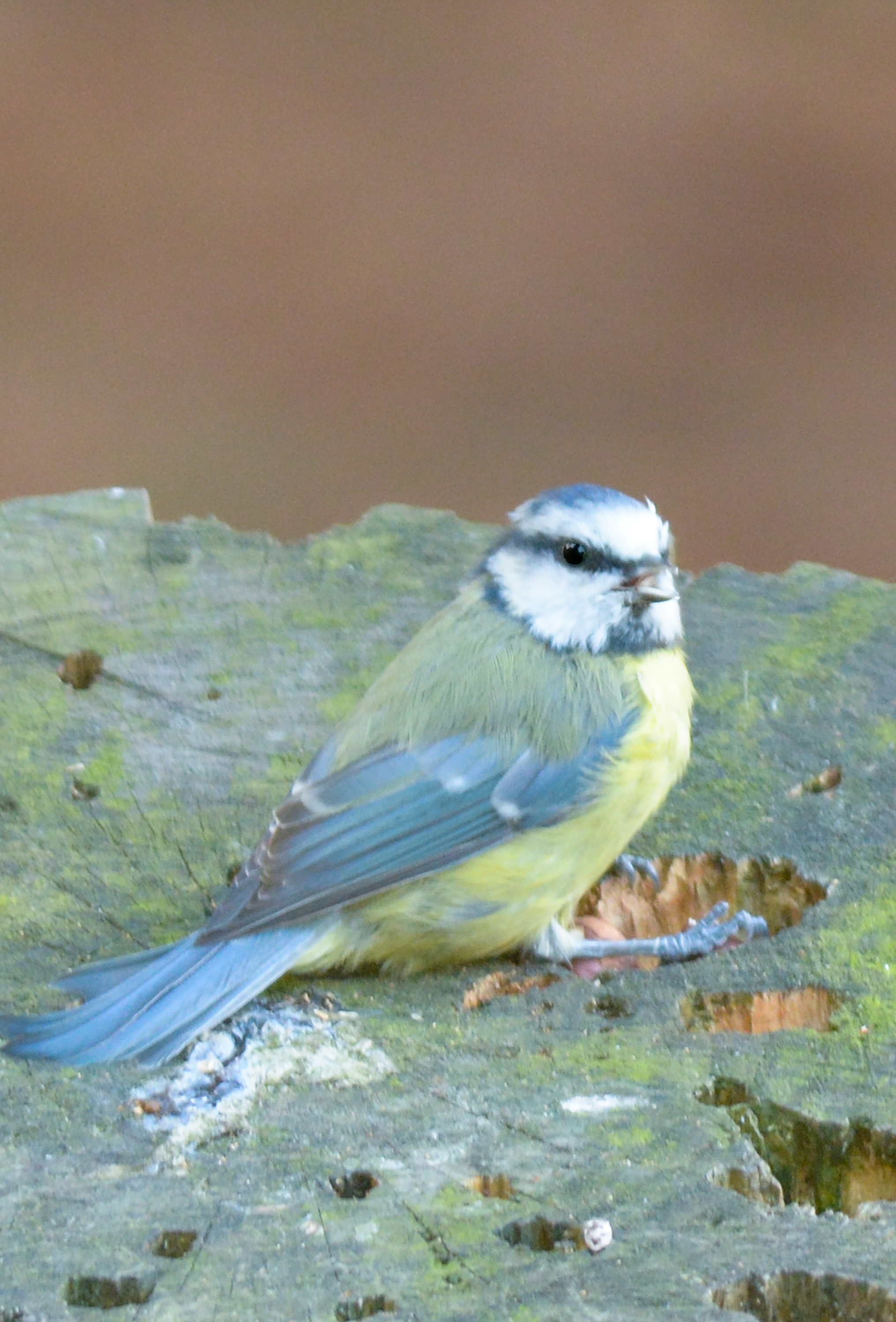 Greenfinch Recovery - Wildlife in the garden - Nature On Your Doorstep -  The RSPB Community