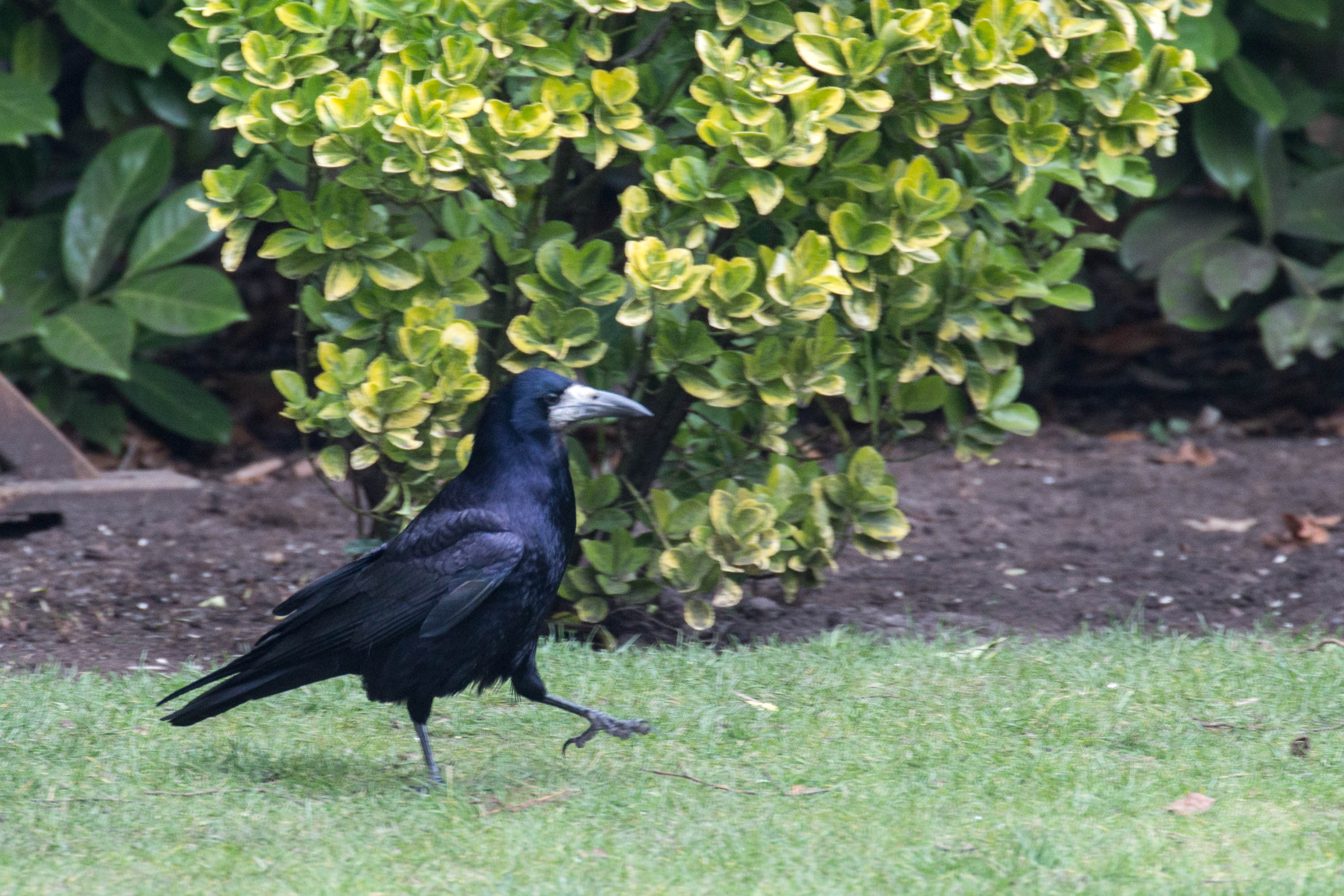 The Pecking Order of Rooks