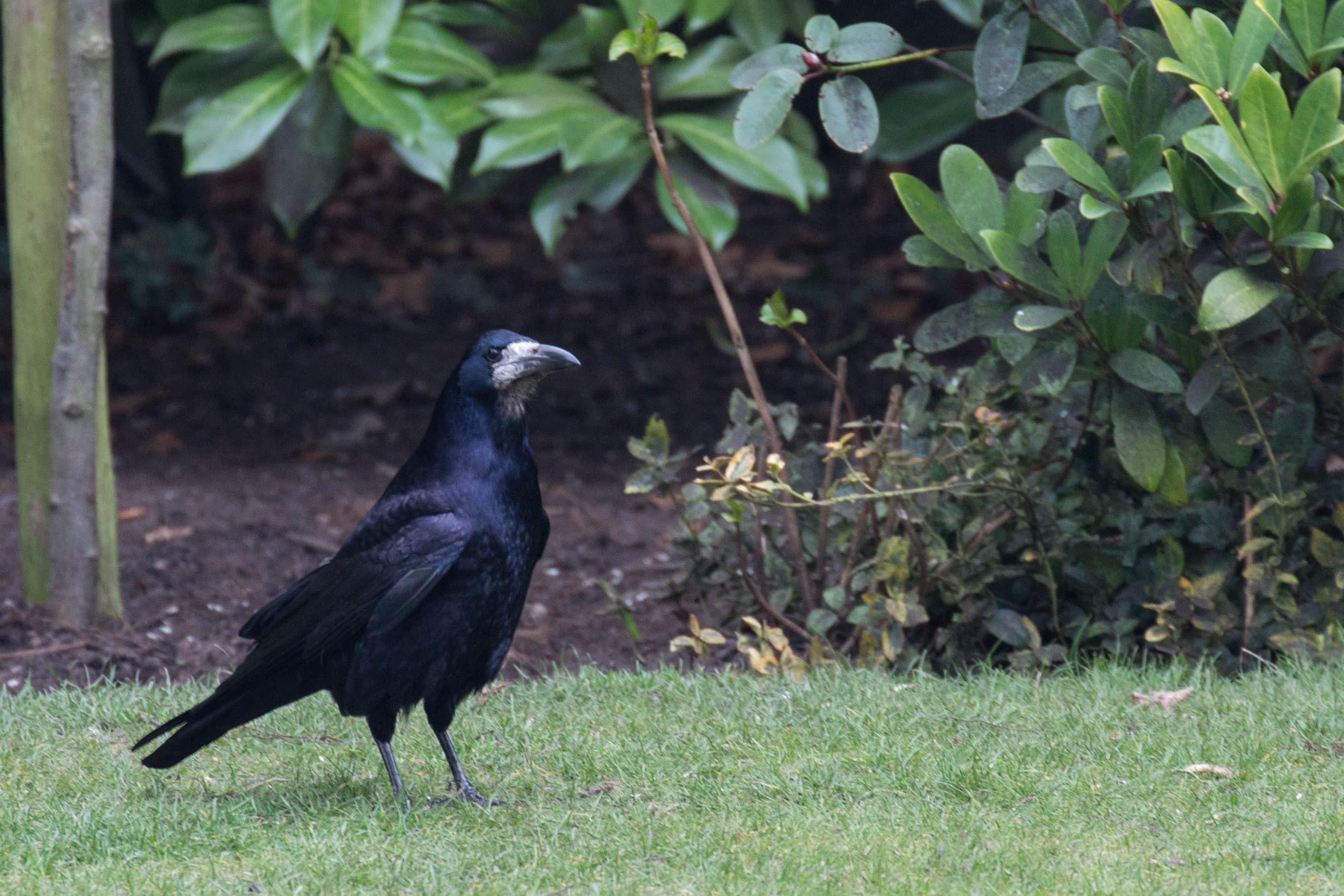 The Pecking Order of Rooks