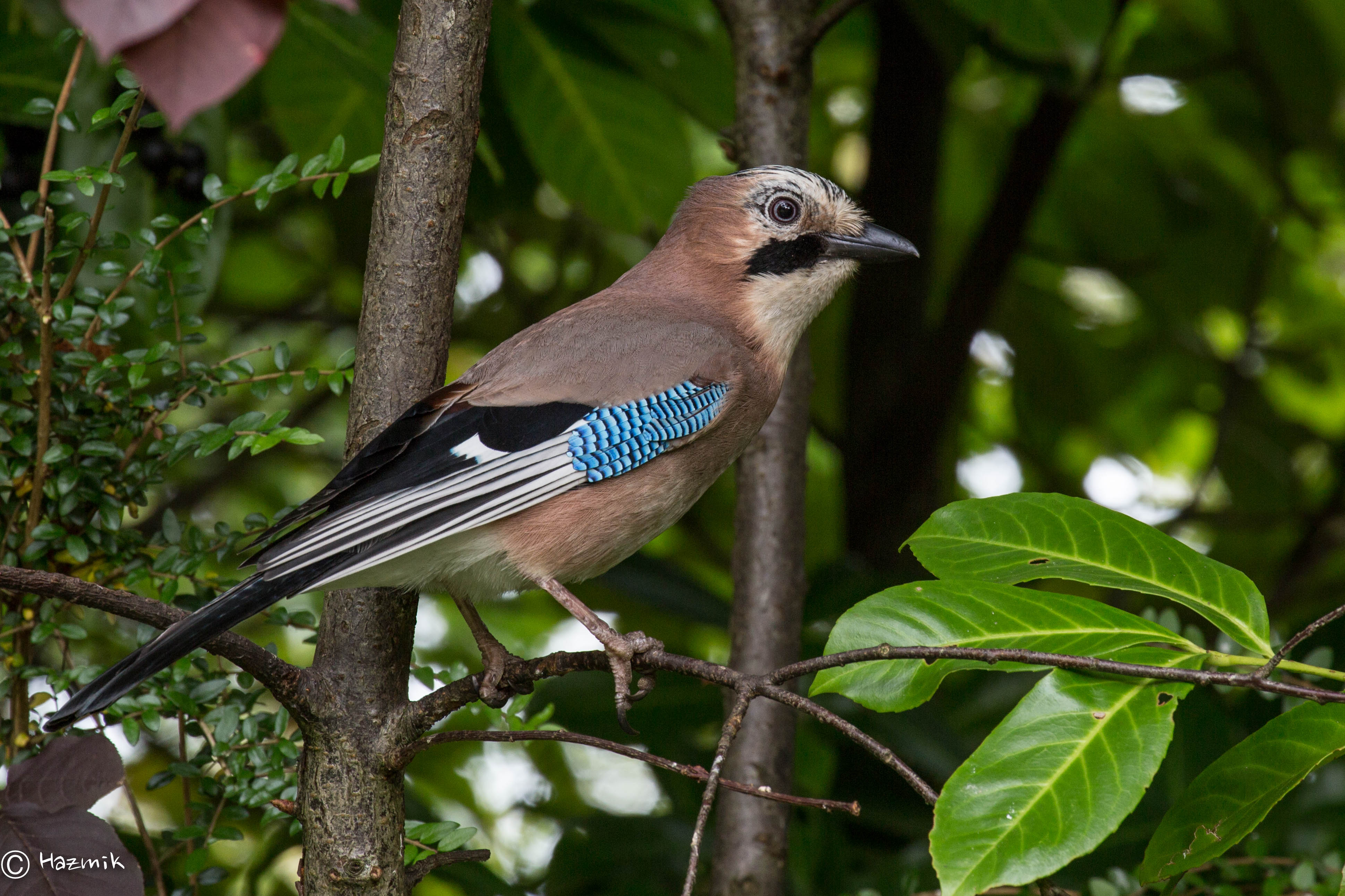 Bird Feathers, Like You've Never Seen Them Before, Bird Feathers