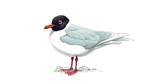 Mediterranean Gull