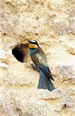 Bee Eater