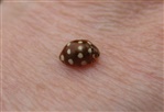 Cream Spot Ladybird