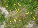 Creeping Cinquefoil