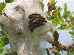 Brown Tail Moth Caterpillar Nest