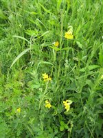 Meadow Vetchling